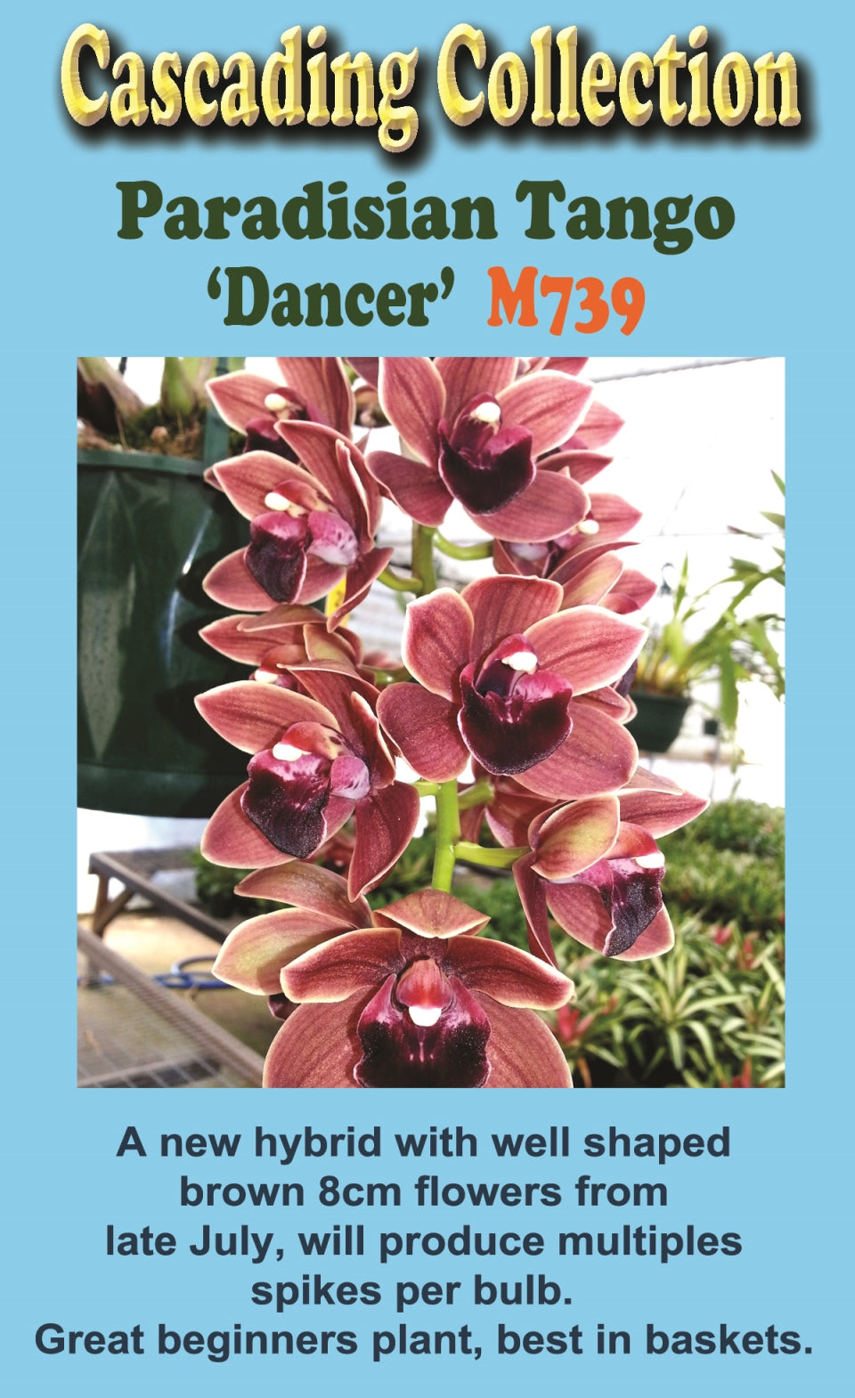 Cymbidium Paradisian Tango 'Dancer' Pendulous