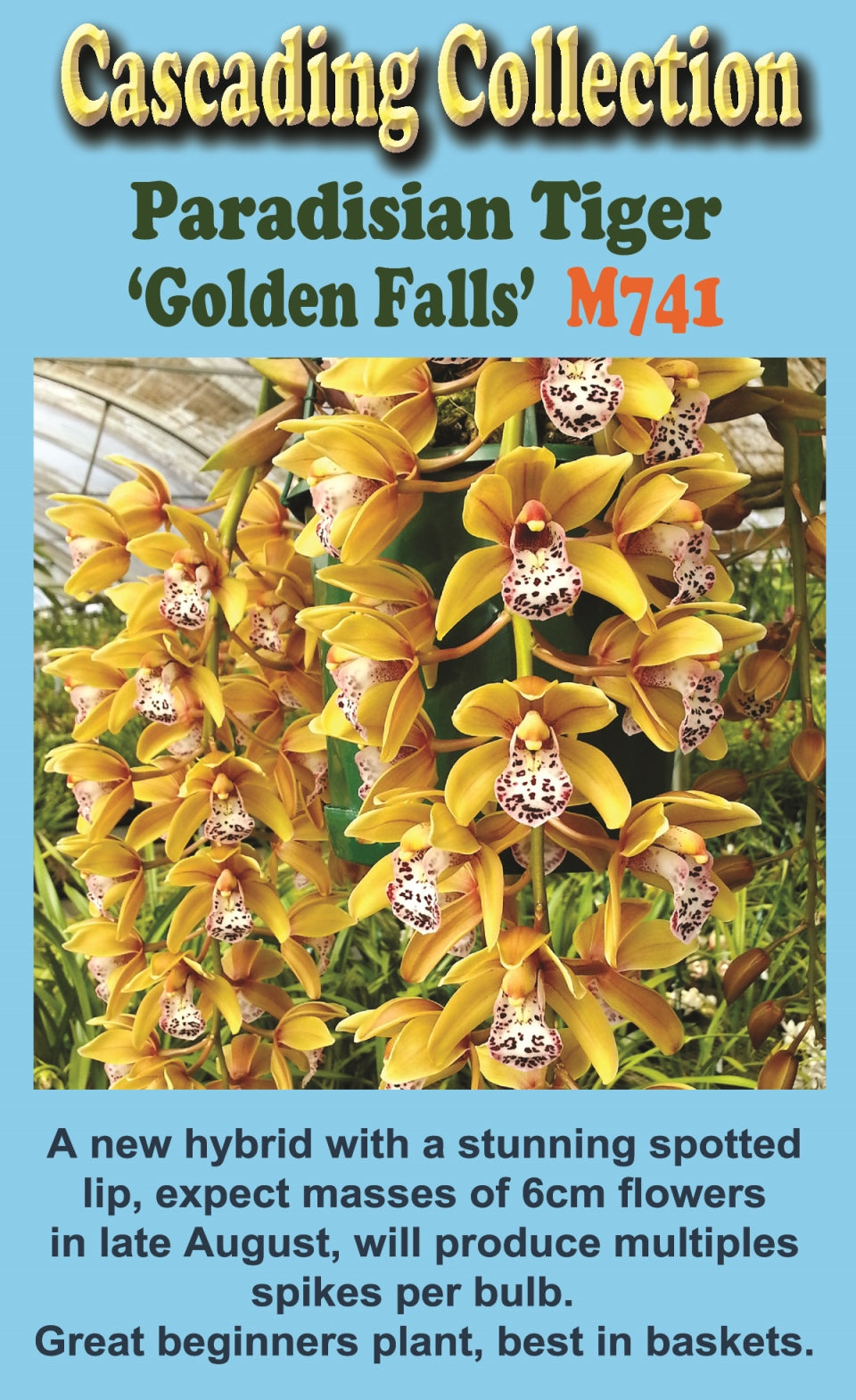 Cymbidium Paradisian Tiger 'Golden Falls' Video