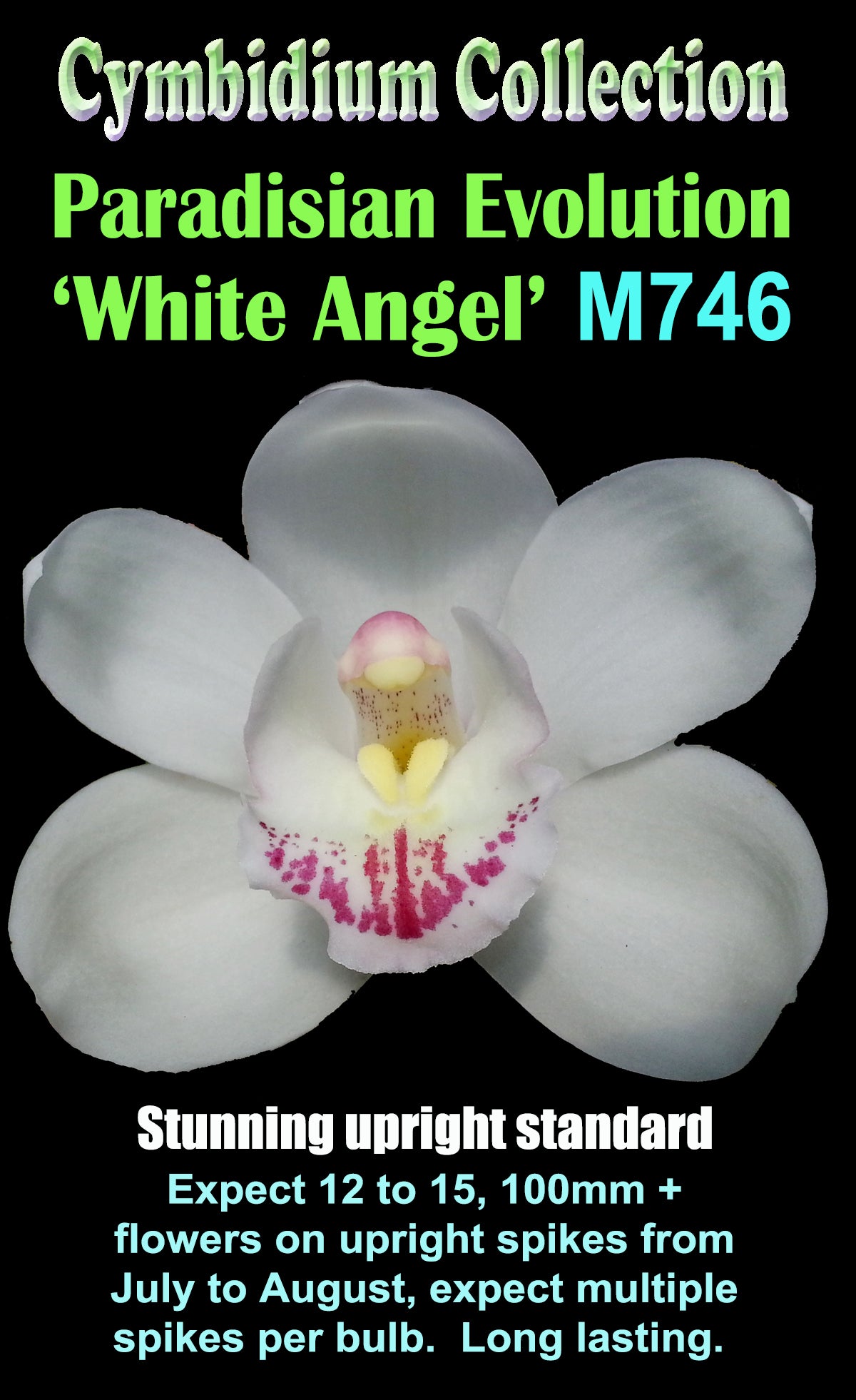 Cymbidium Paradisian Evolution 'White Angel' M746 video