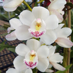 Cymbidium Paradisian Evolution 'White Angel' M746 video