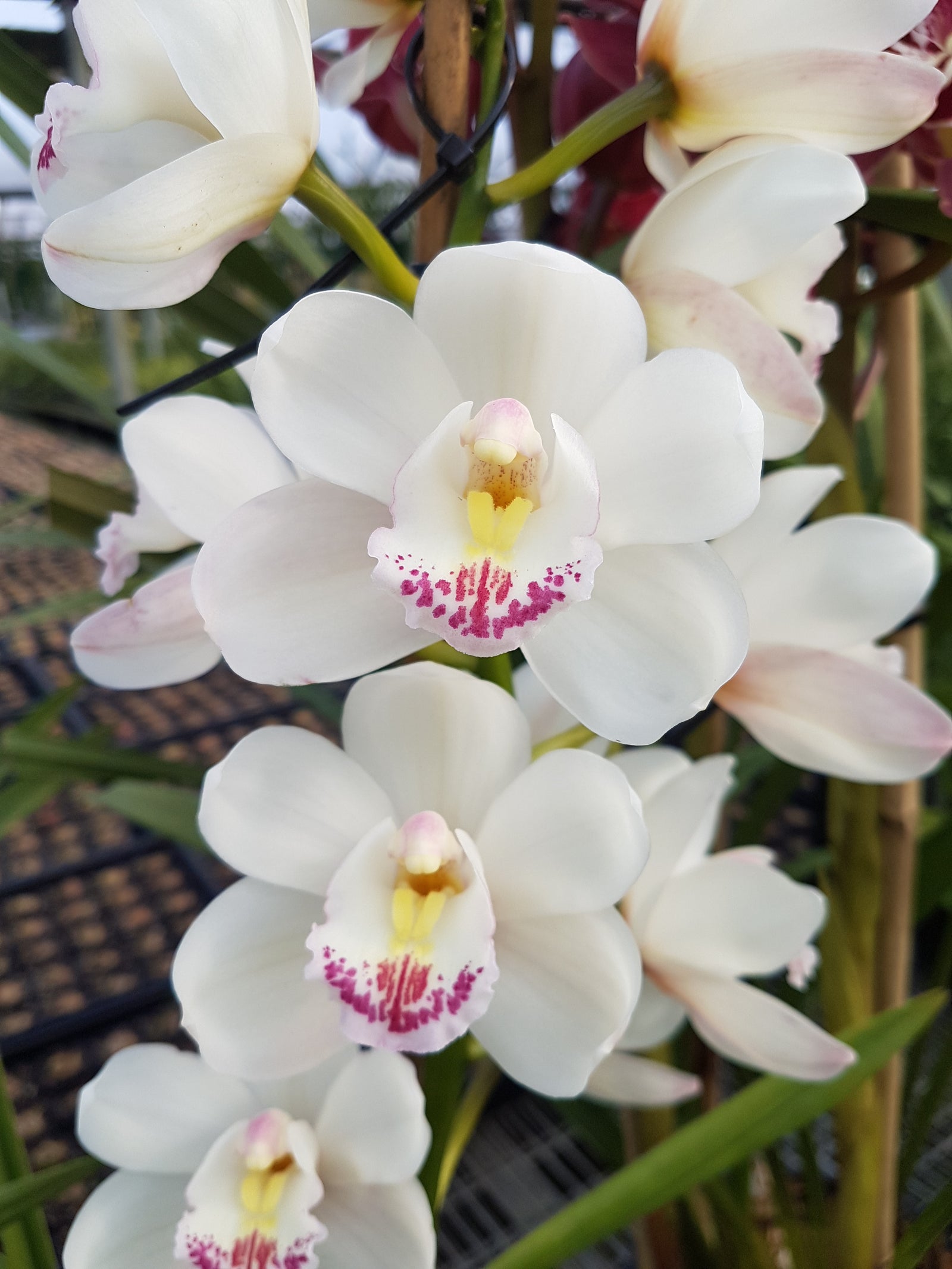 Cymbidium Paradisian Evolution 'White Angel'