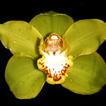 Cymbidium Valley Oracle 'Kermit'