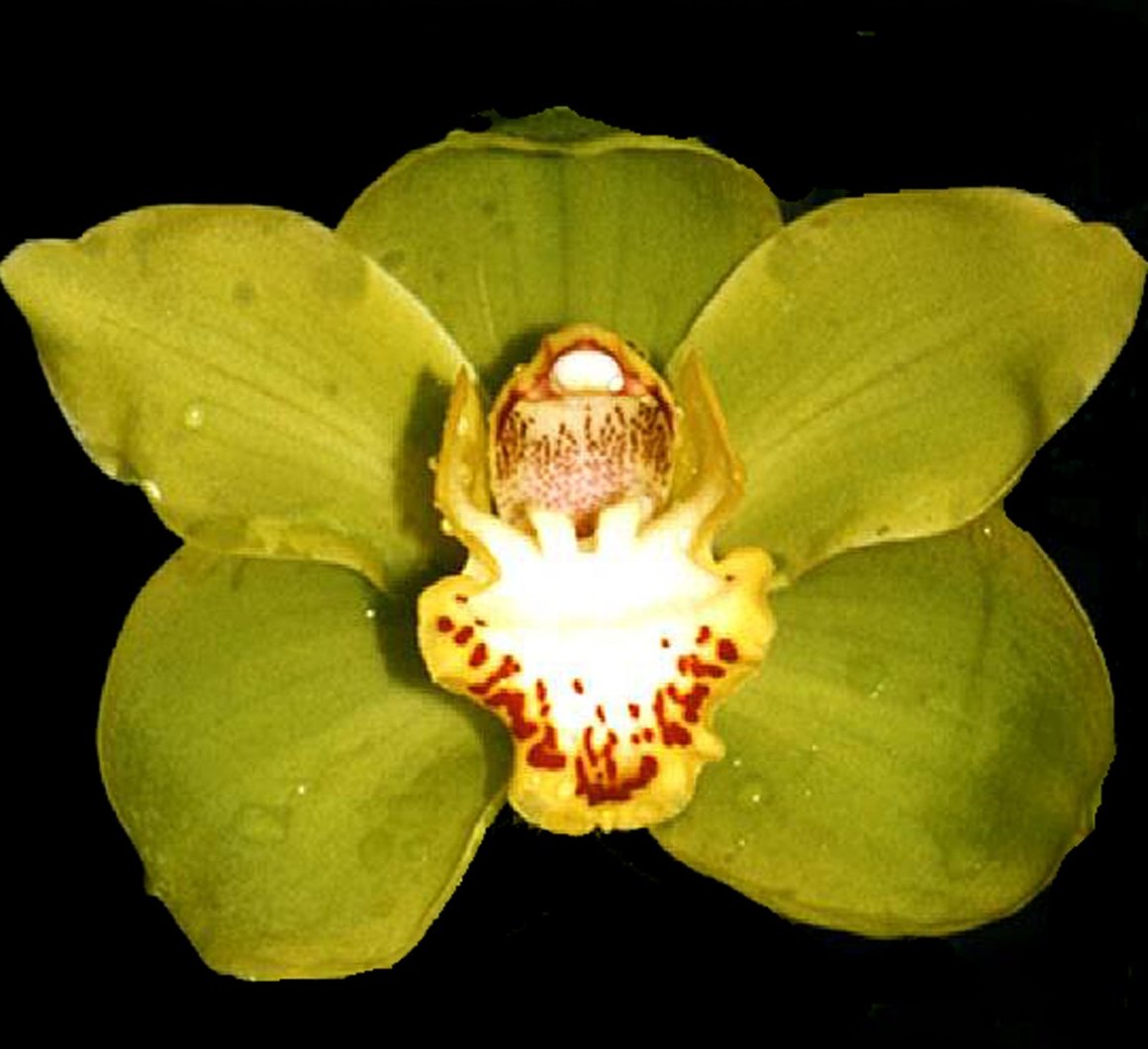 Cymbidium Valley Oracle 'Kermit'