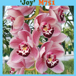 Cymbidium Paradisian Ruby 'Joy' Pendulous