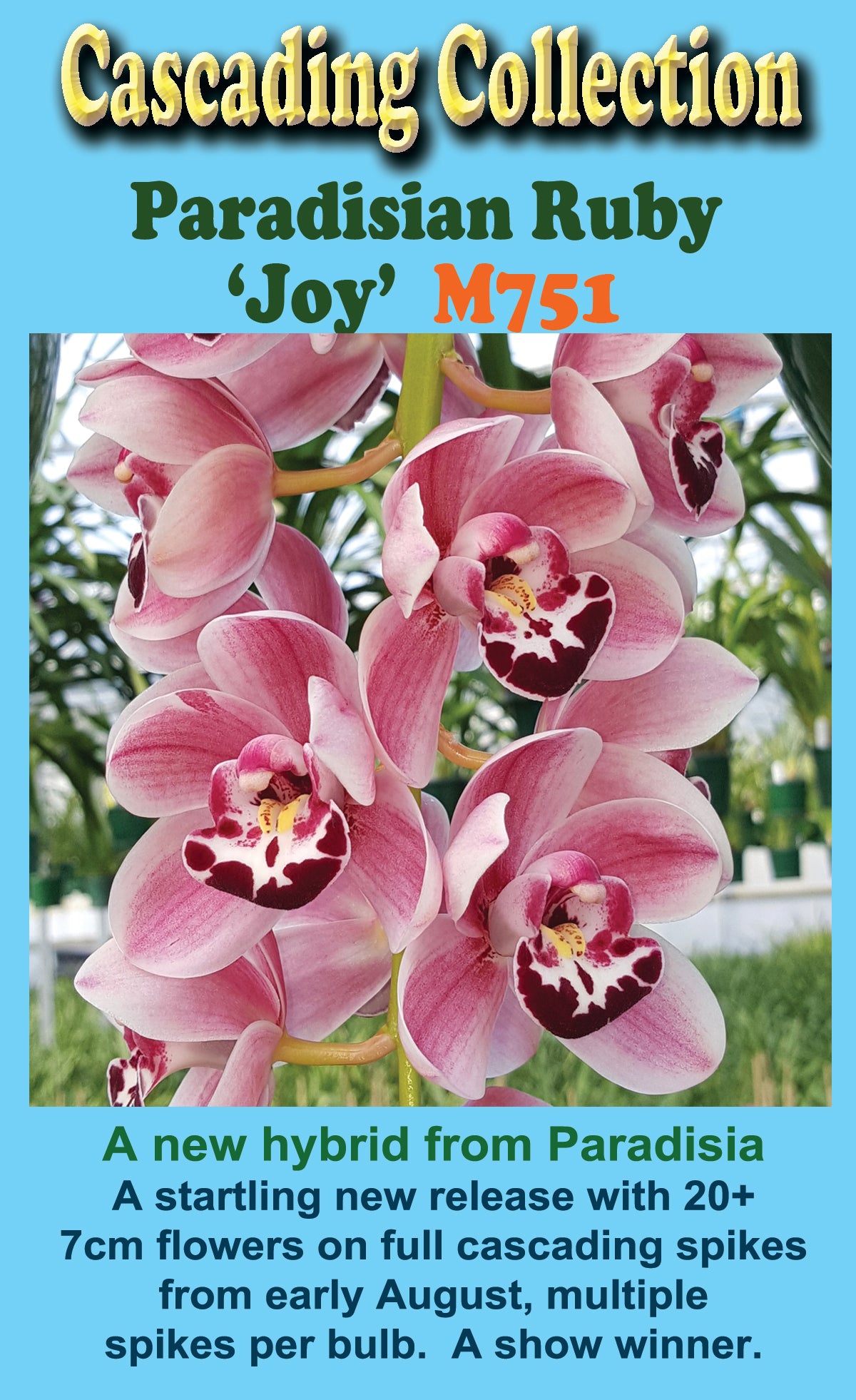 Cymbidium Paradisian Ruby 'Joy' Pendulous