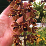 Cymbidium Penny Serenade 'Tony's Choice'