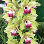 Cymbidium Mary Green 'Ruby Lip'