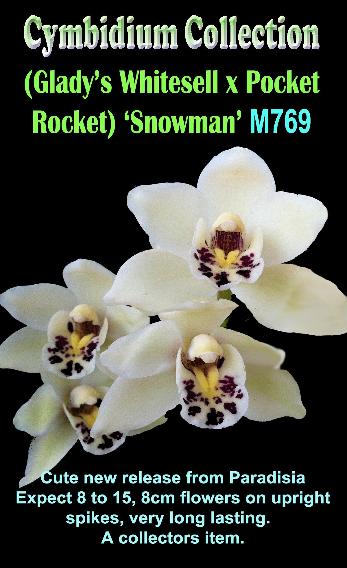 Cymbidium  Snowman