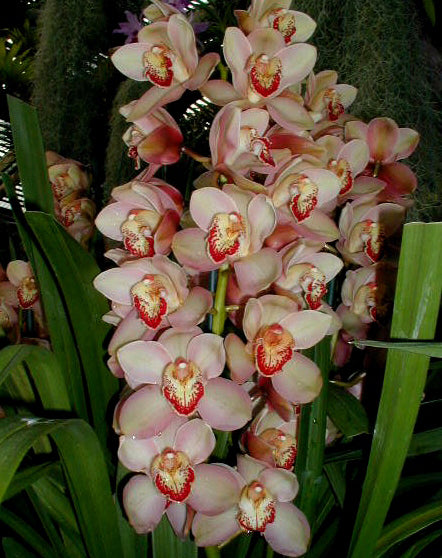 Cymbidium 'Cronulla The Khan'