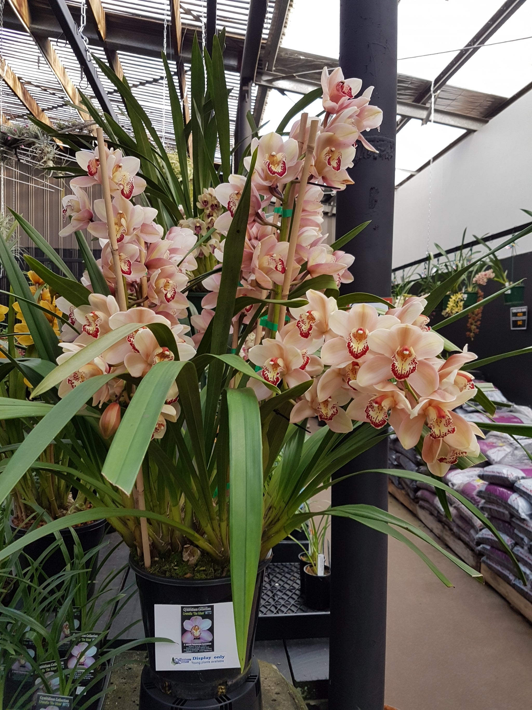 Cymbidium 'Cronulla The Khan'