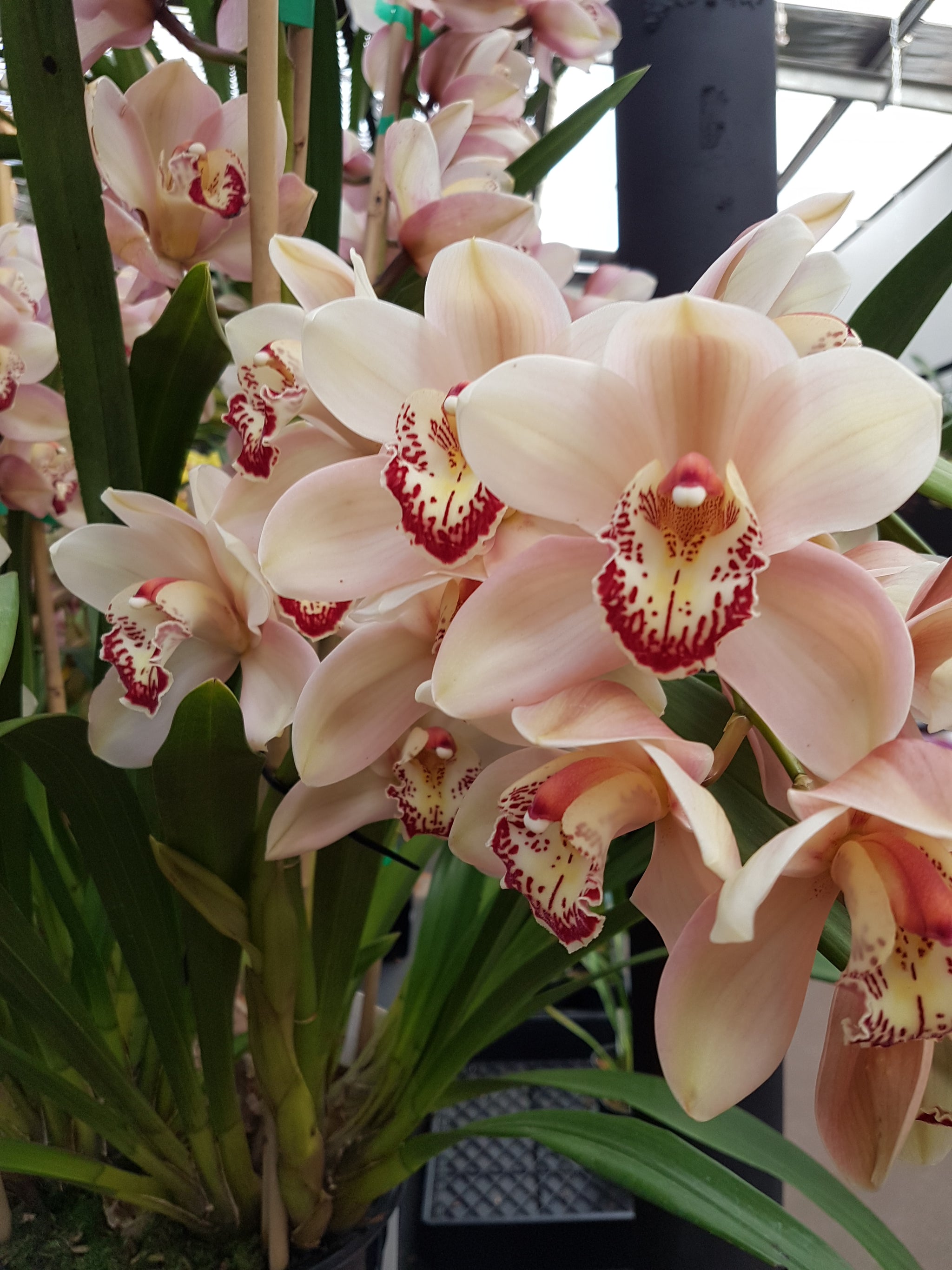 Cymbidium 'Cronulla The Khan'