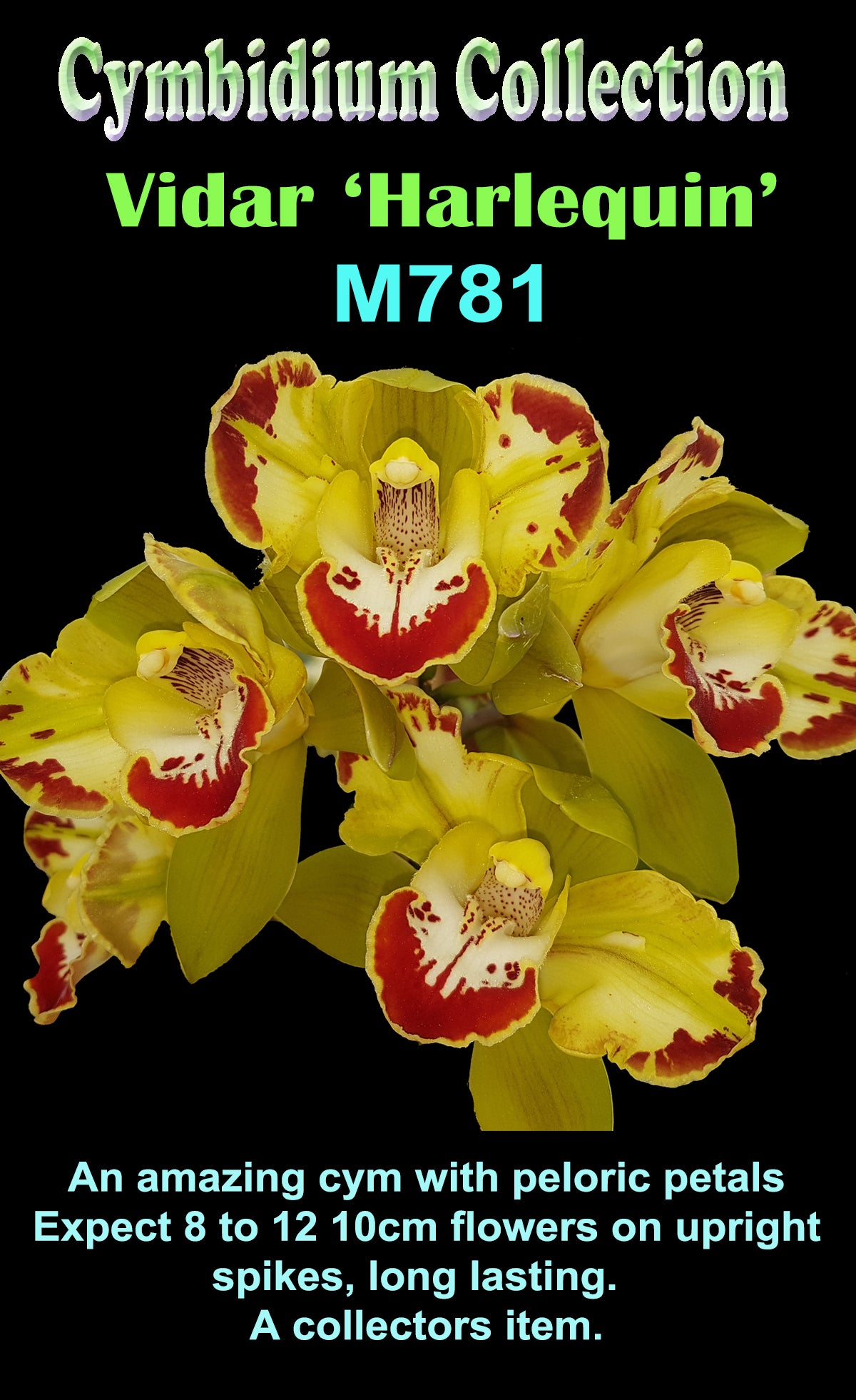 Cymbidium Vidar 'Harlequin' m781 video