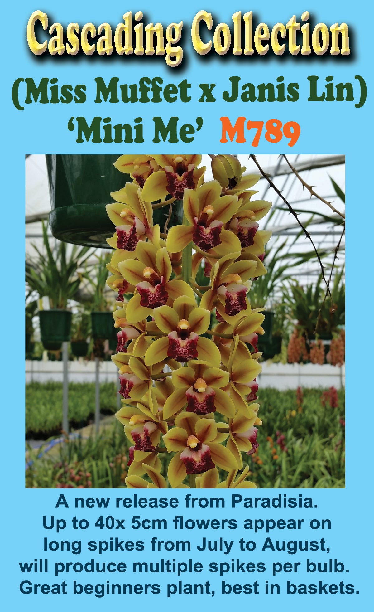 Cymbidium 'Mini Me'