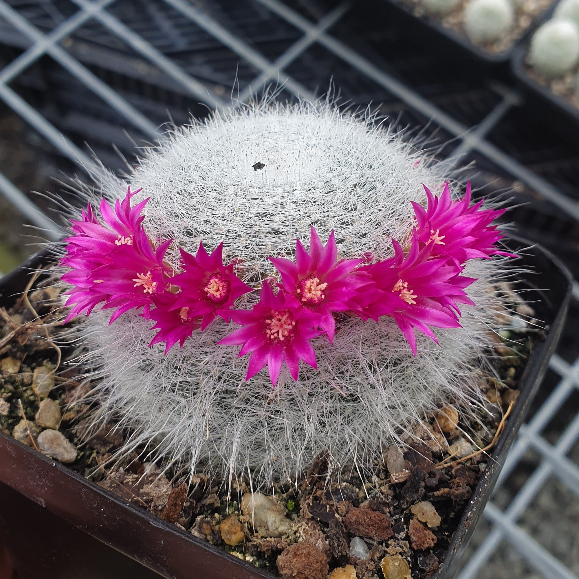Mammillaria hahniana 'Superba'