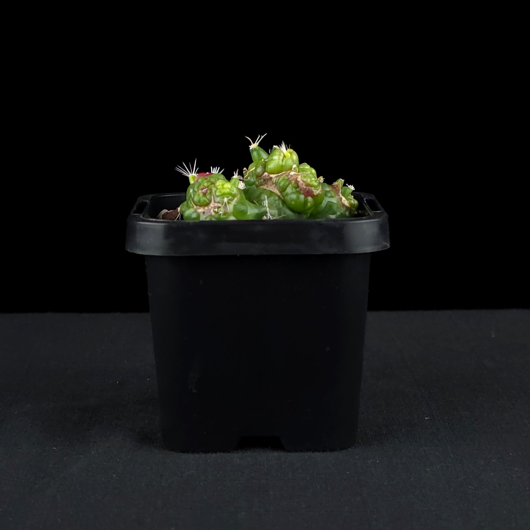 Mammillaria bocasana 'Fred' - Unique Monstrose Cactus