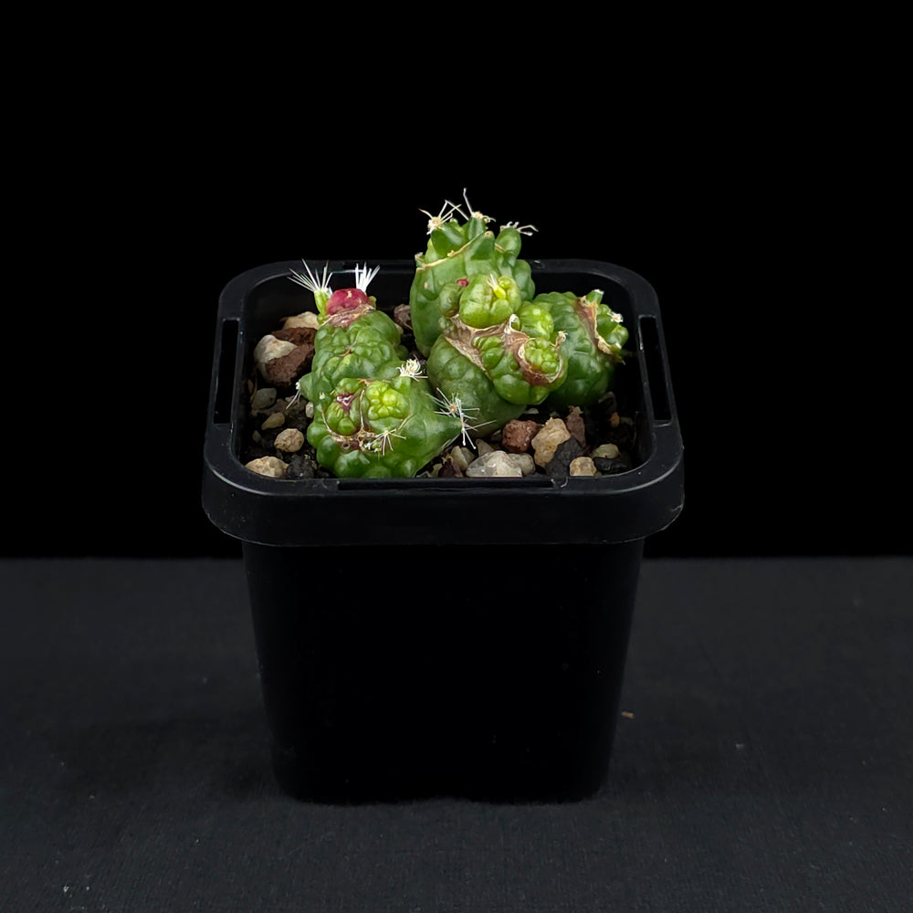 Mammillaria bocasana 'Fred' - Unique Monstrose Cactus – Collectors Online