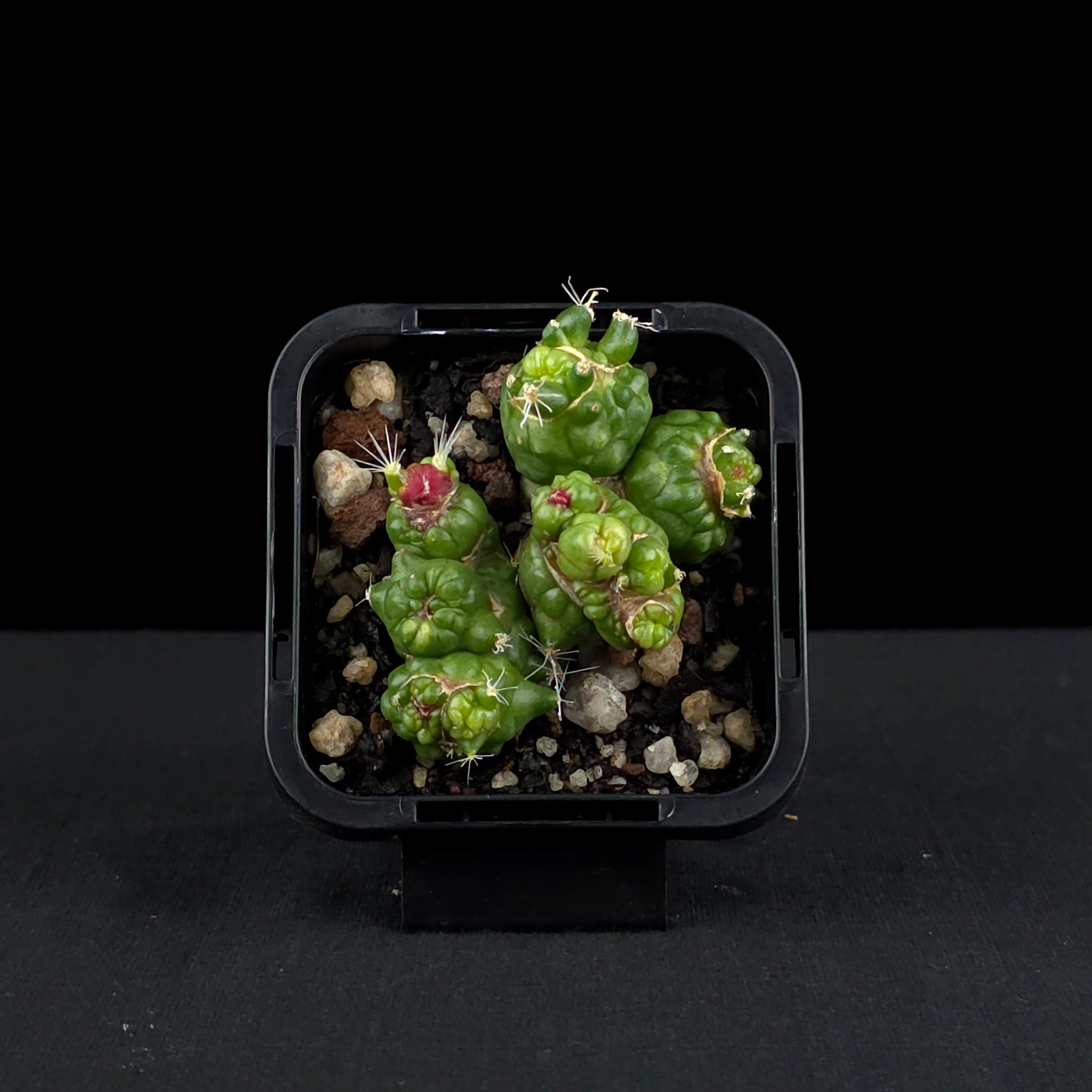 Mammillaria bocasana 'Fred' - Unique Monstrose Cactus