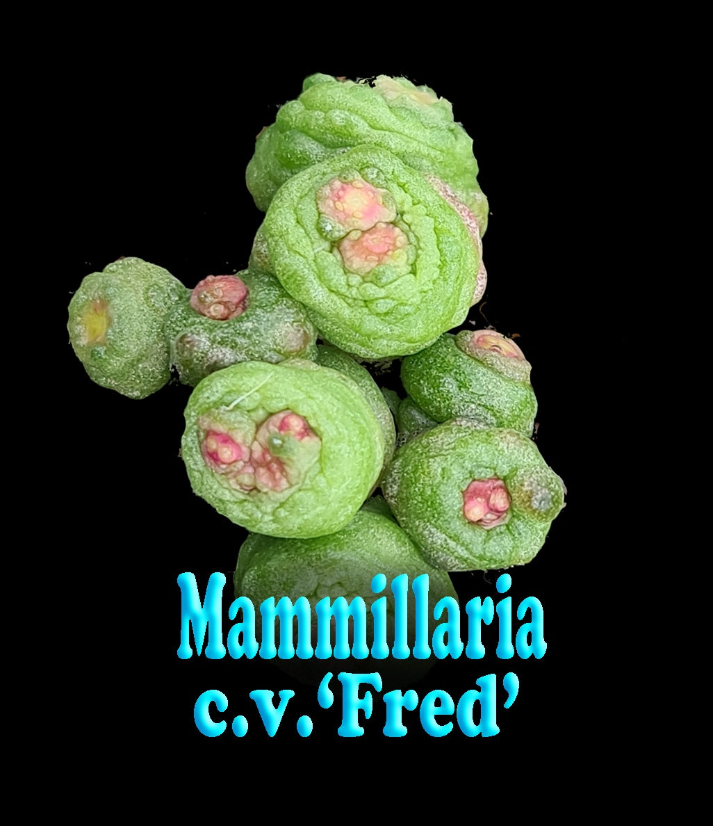 Mammillaria-bocasana-Fred-tag