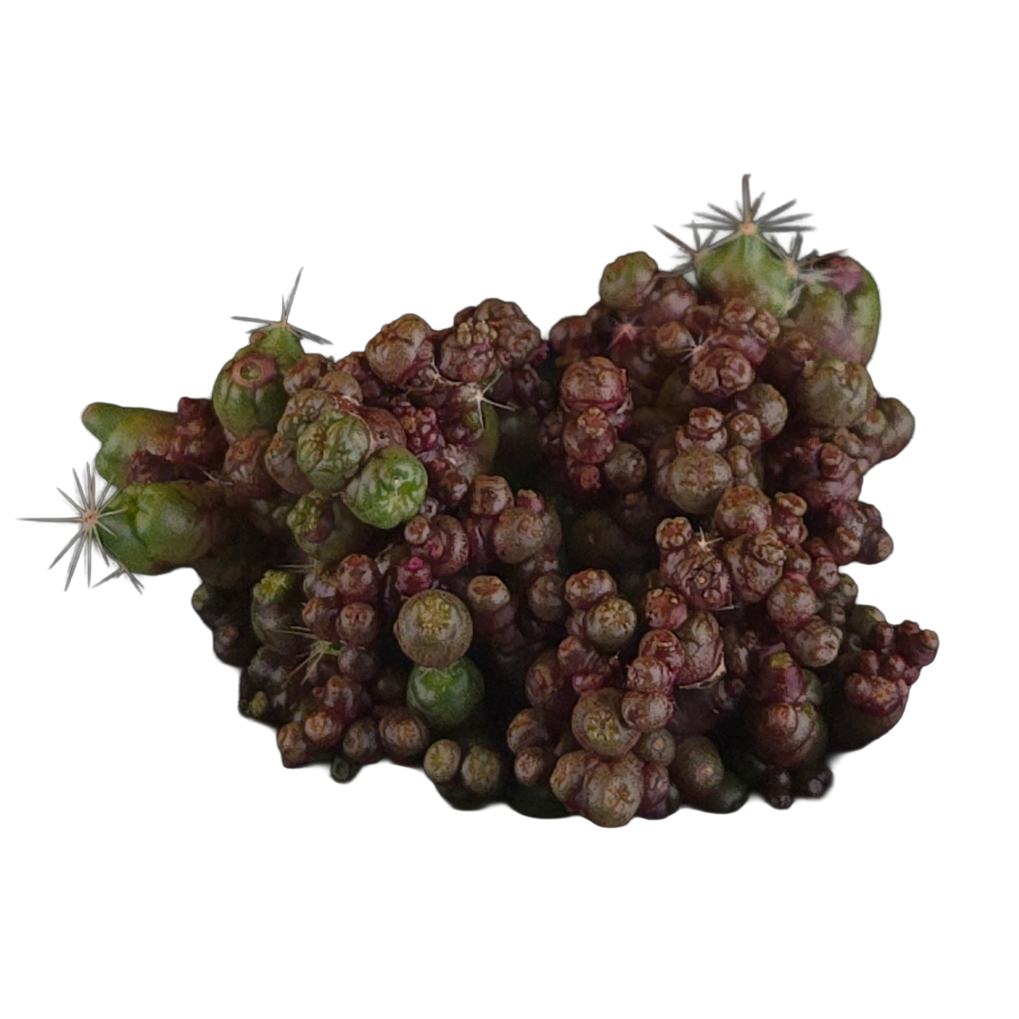Mammillaria bocasana 'Saint Hugo'