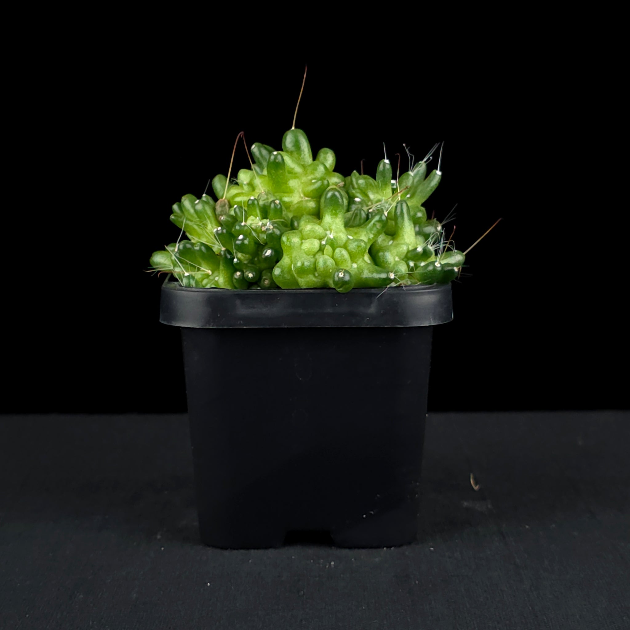 Mammillaria bocasana 'The Freak' - Mutated Cactus