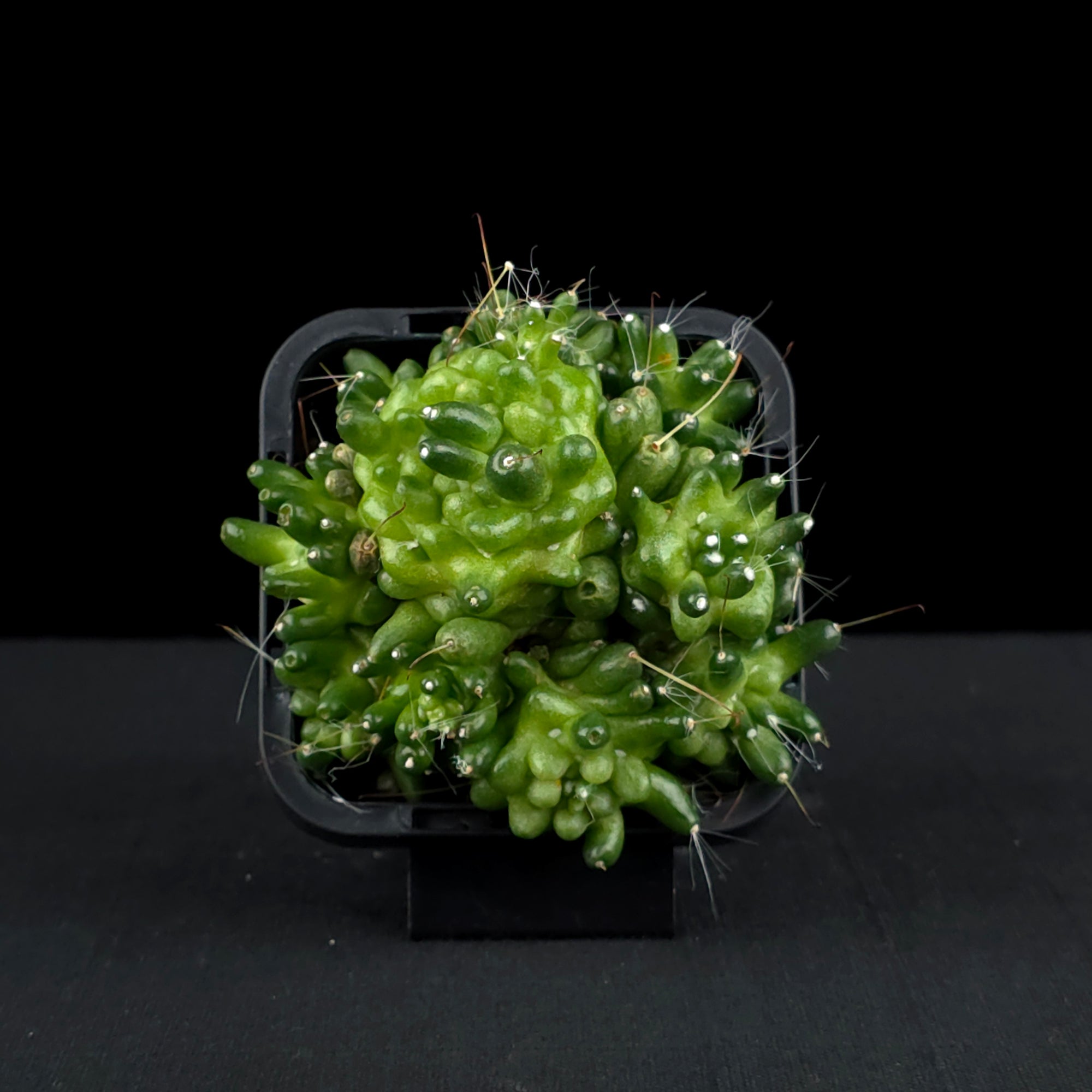 Mammillaria bocasana 'The Freak' - Mutated Cactus