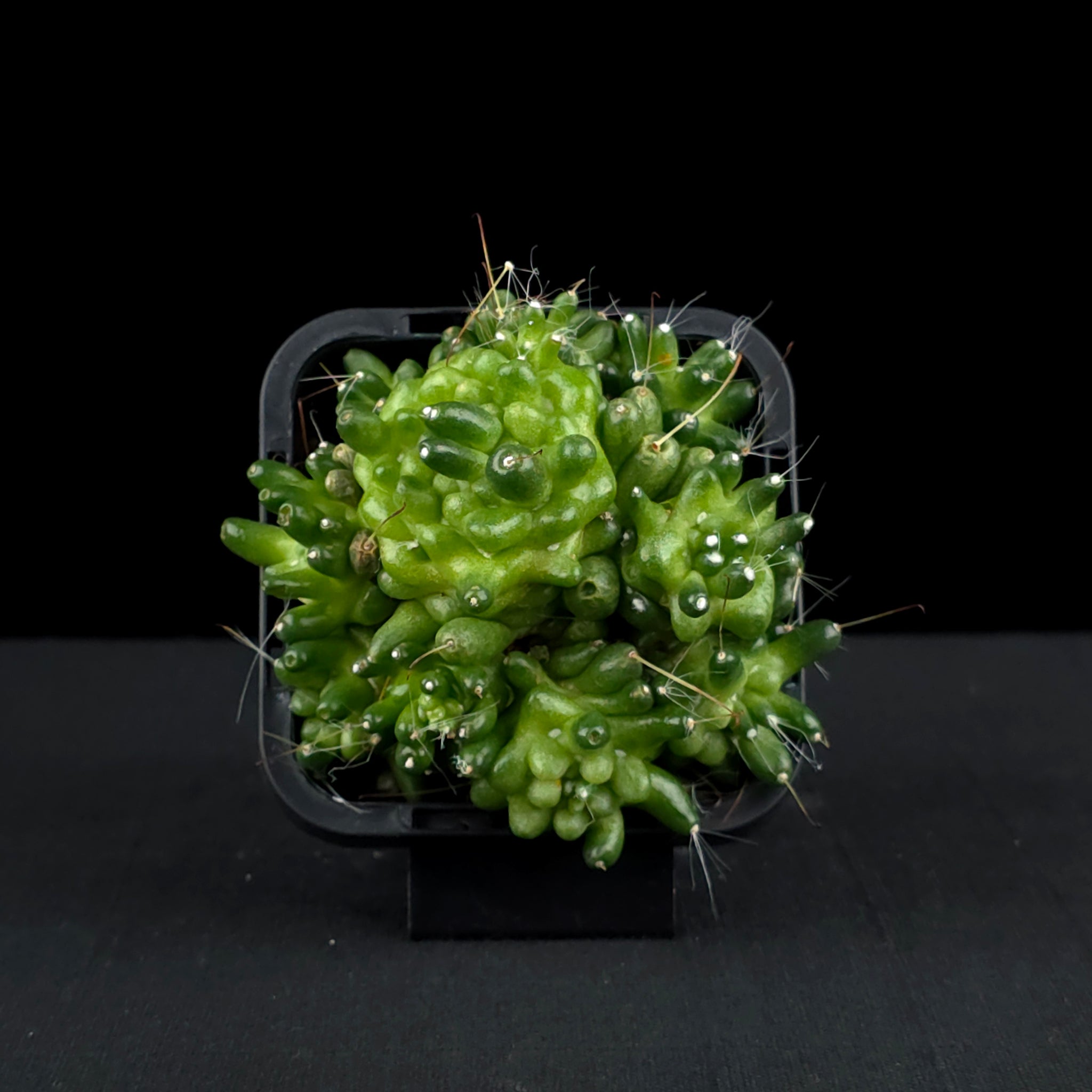 Mammillaria bocasana 'The Freak' - Mutated Cactus