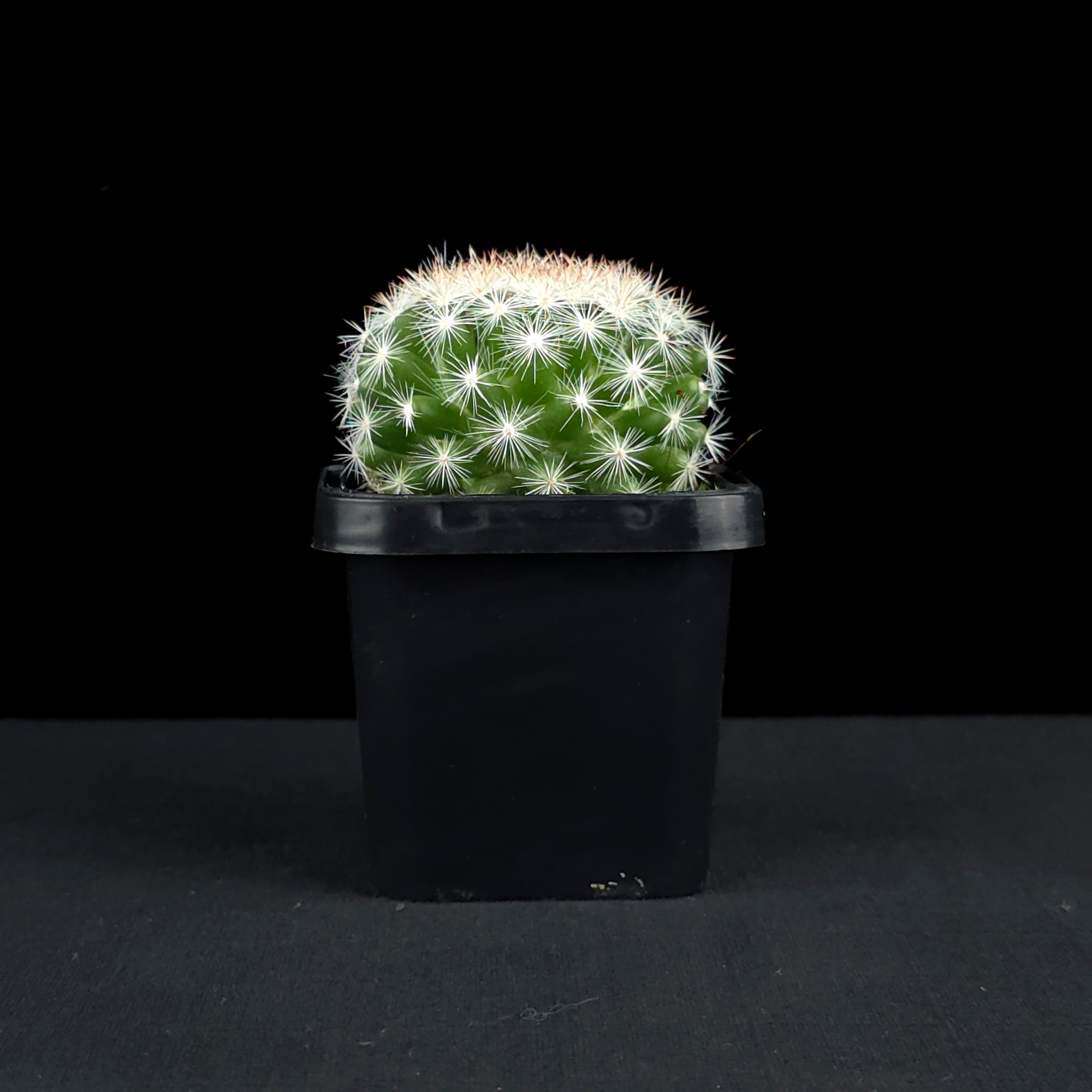 Mammillaria candida - Snowball Cactus