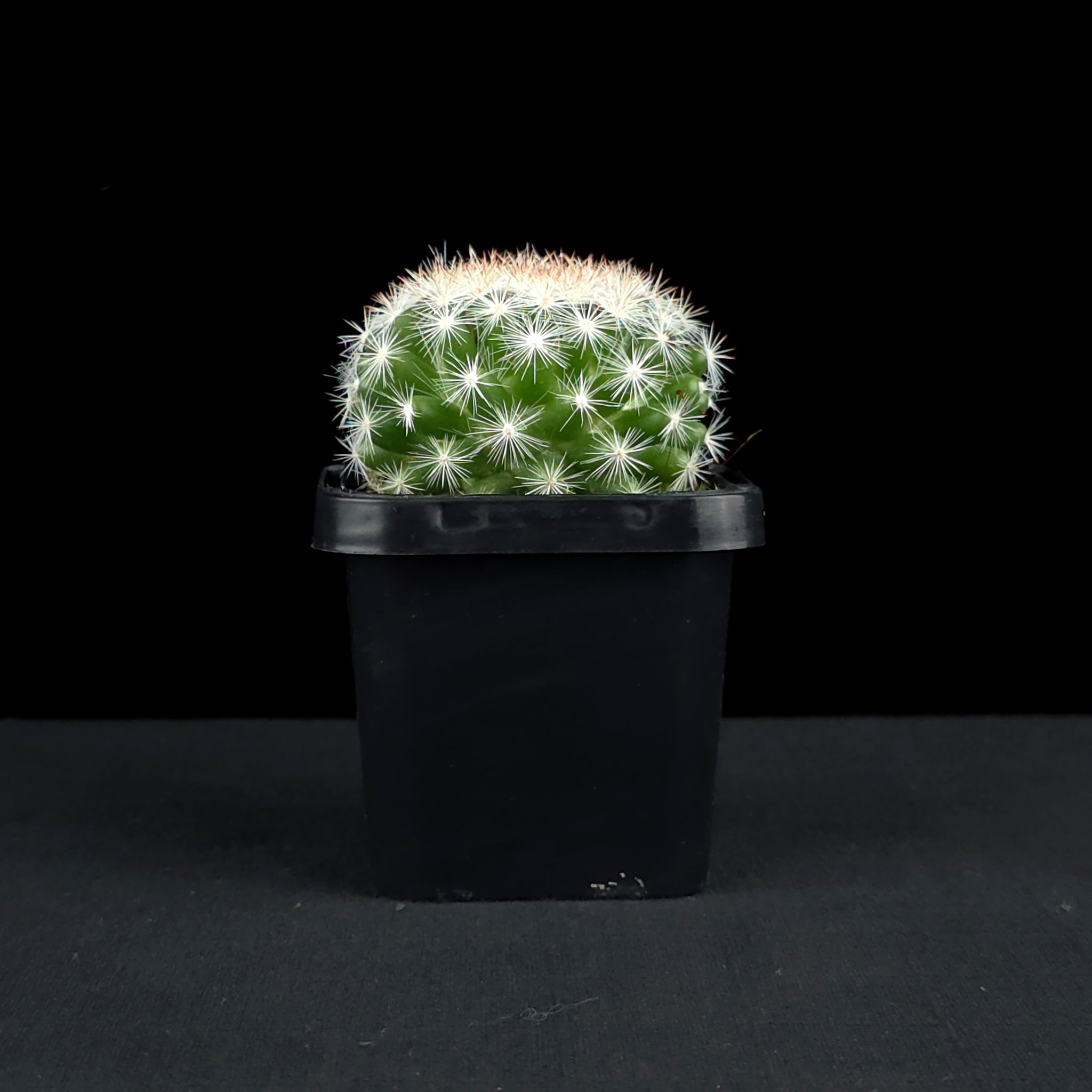 Mammillaria candida - Snowball Cactus
