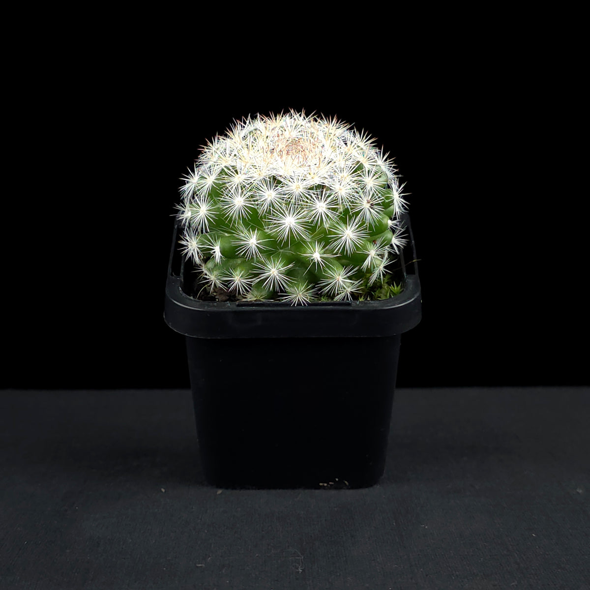 Mammillaria Candida – Kesslers Cacti Mammillaria Candida – Kesslers Cacti