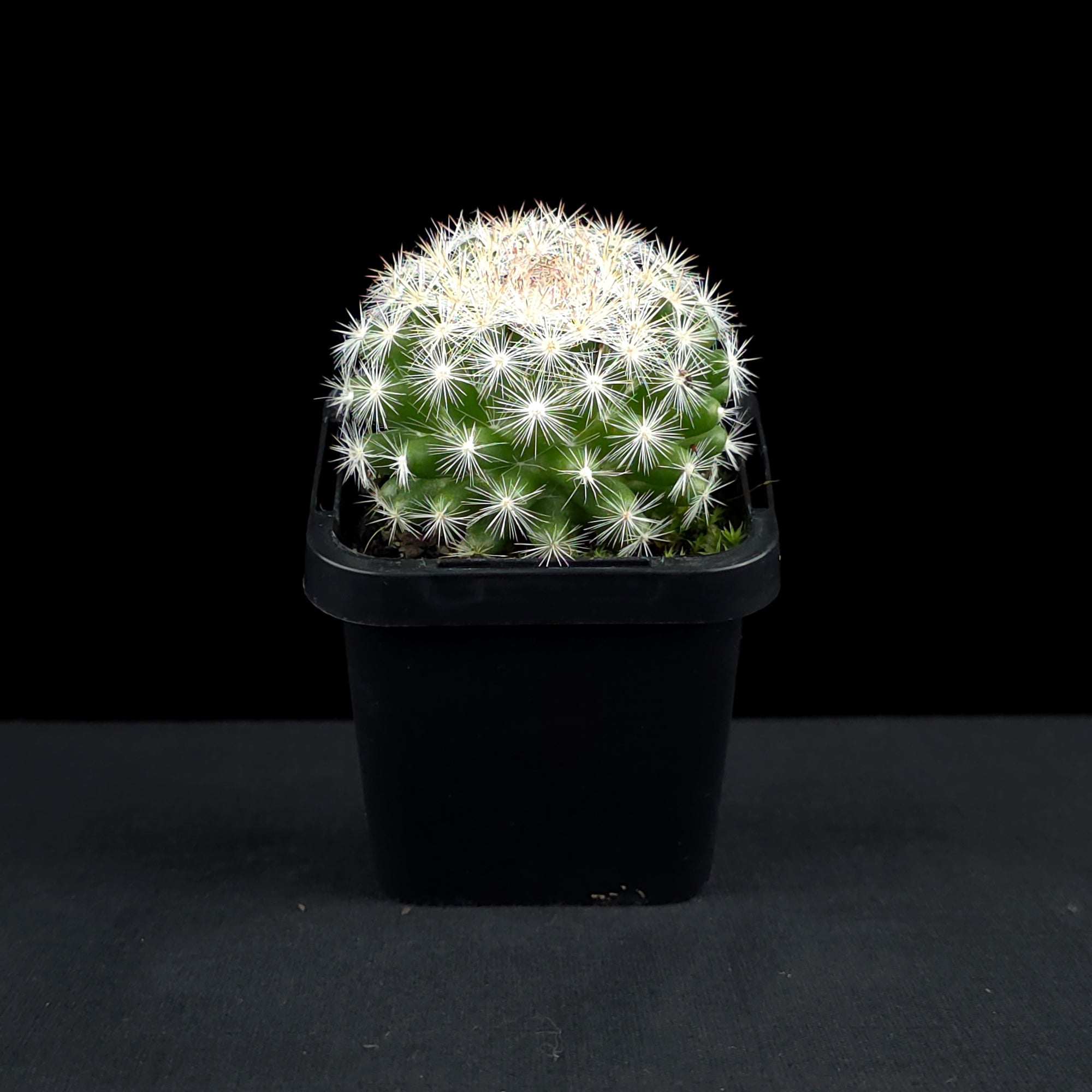 Mammillaria candida - Snowball Cactus