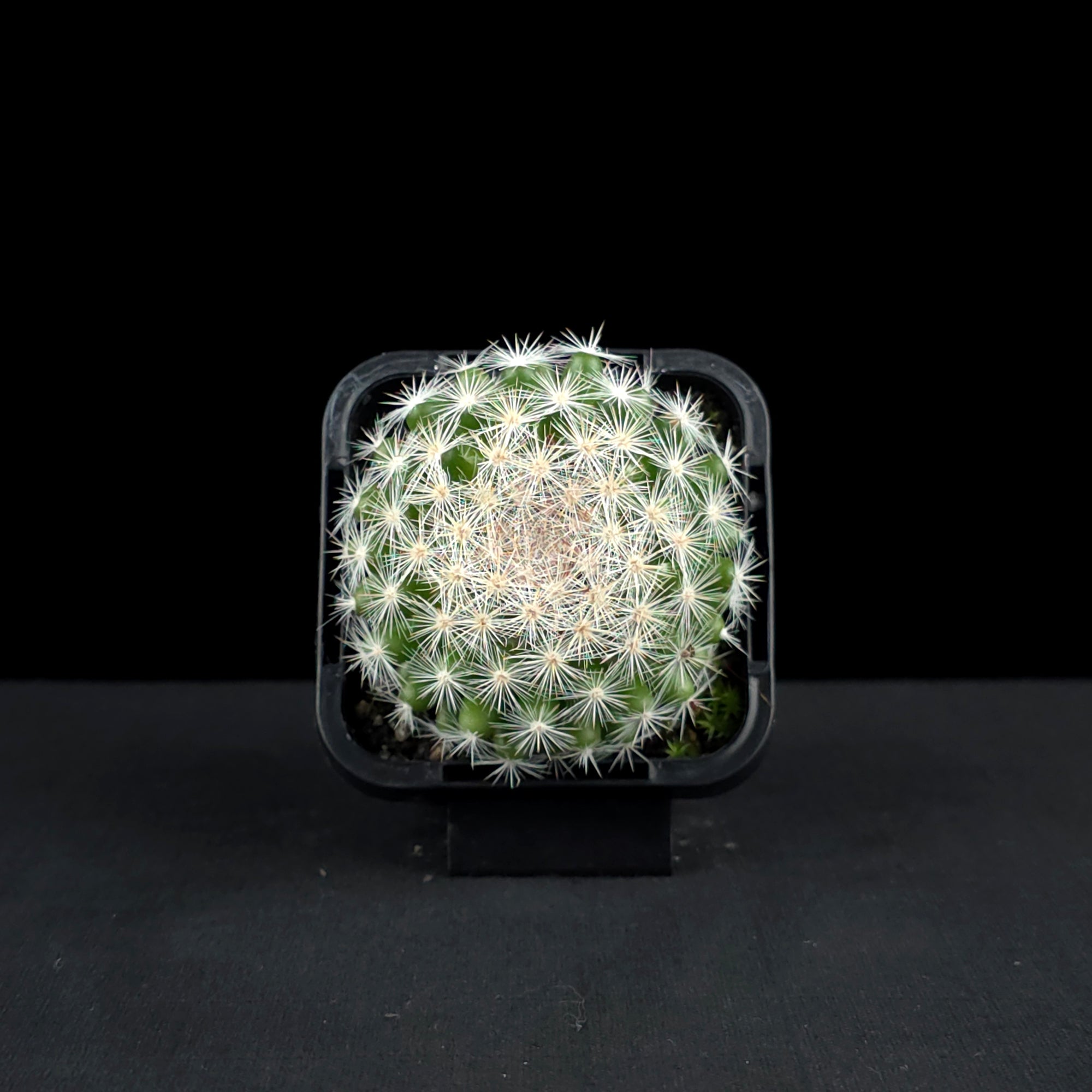 Mammillaria candida - Snowball Cactus
