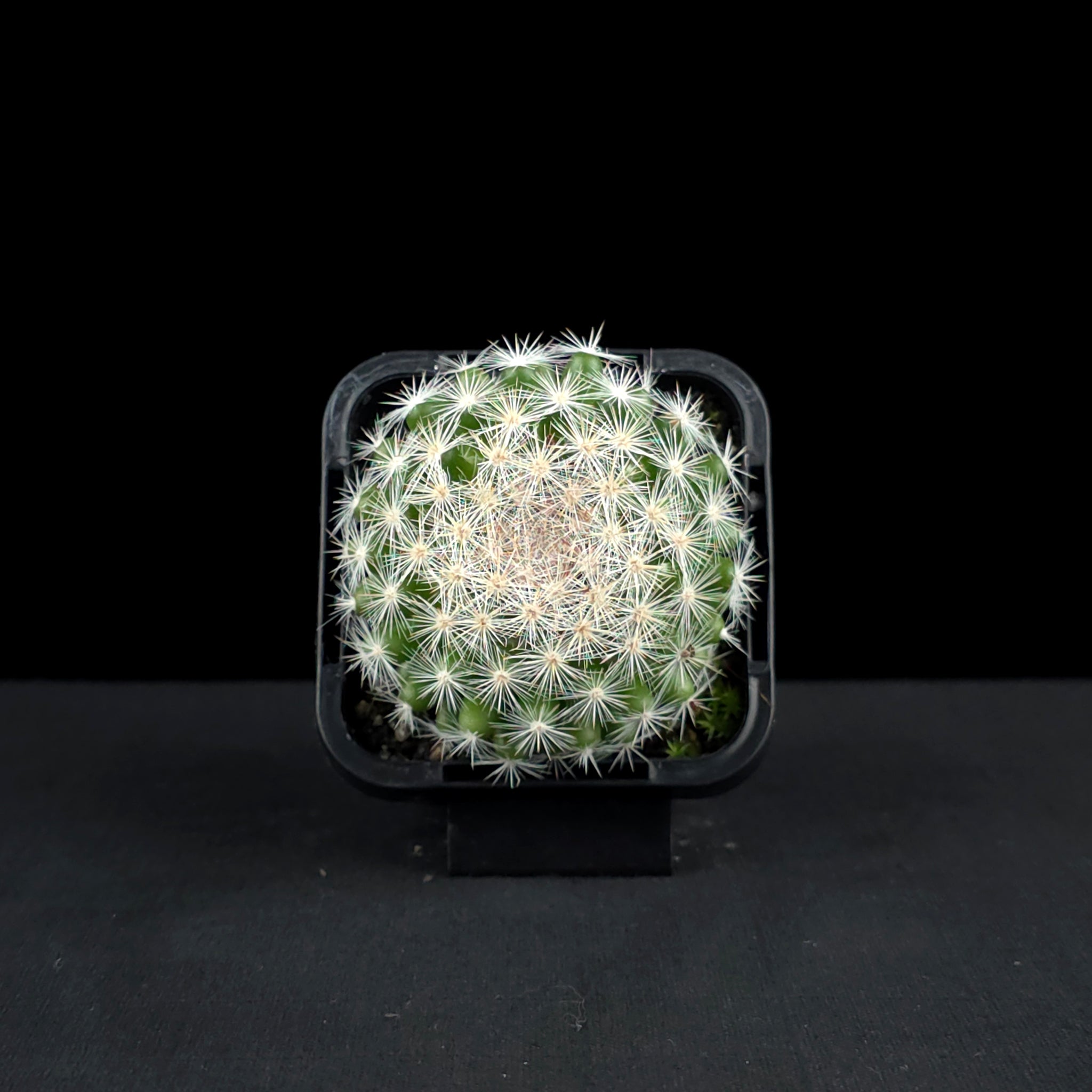 Mammillaria candida - Snowball Cactus