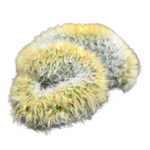 Mammillaria carmenae cristata