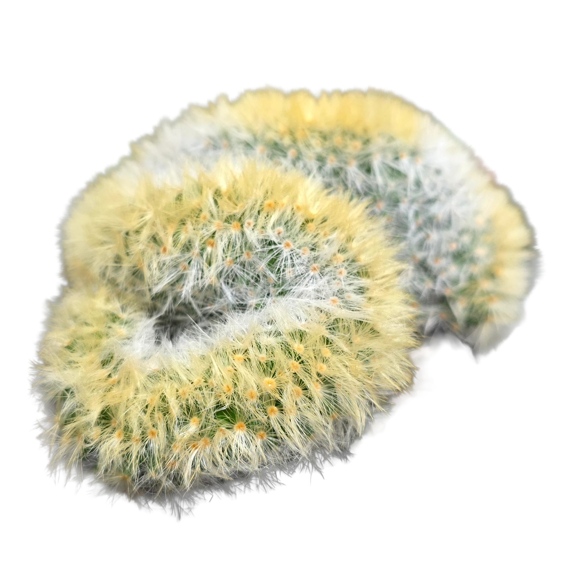 Mammillaria carmenae cristata