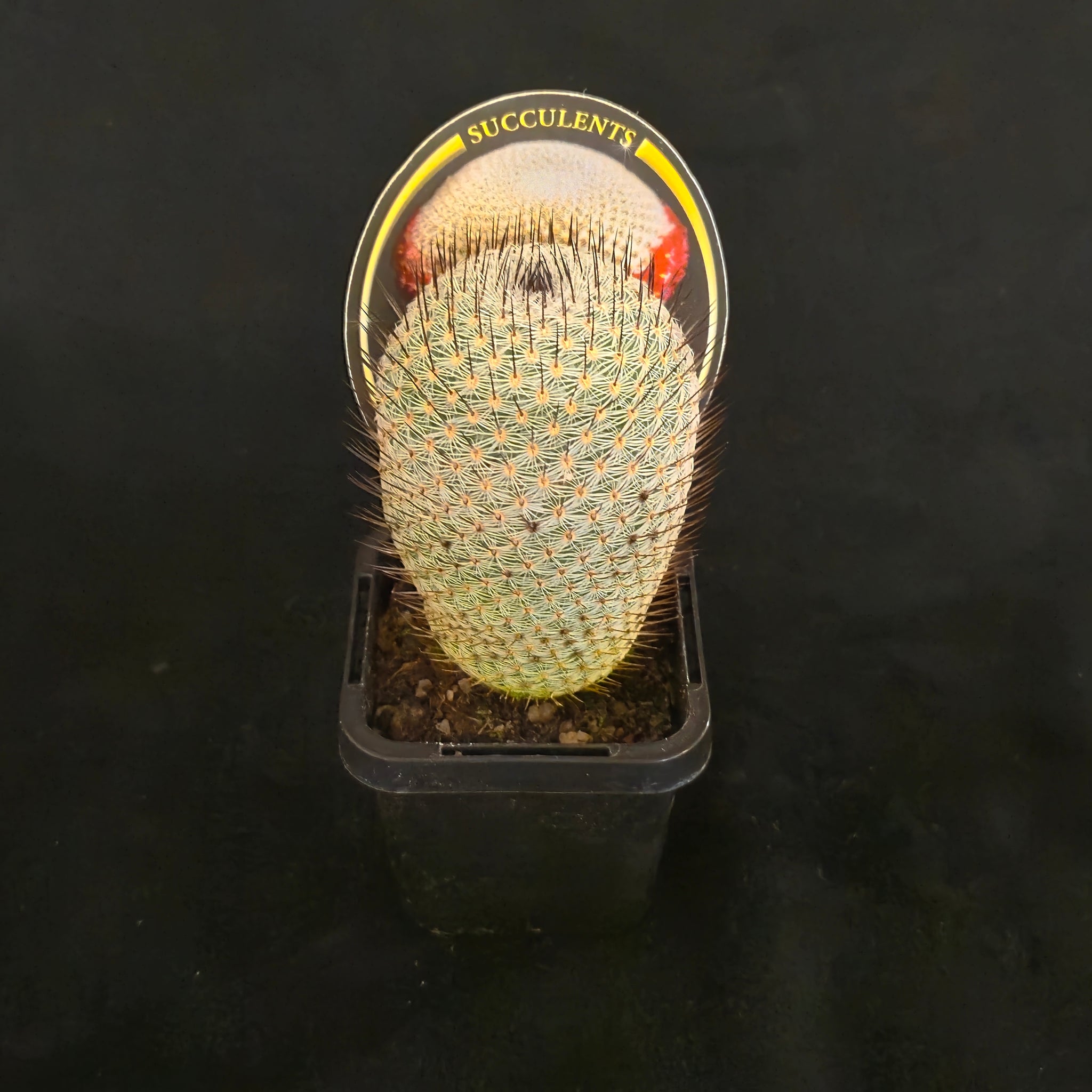 Mammillaria-elegans-Plant-66-2