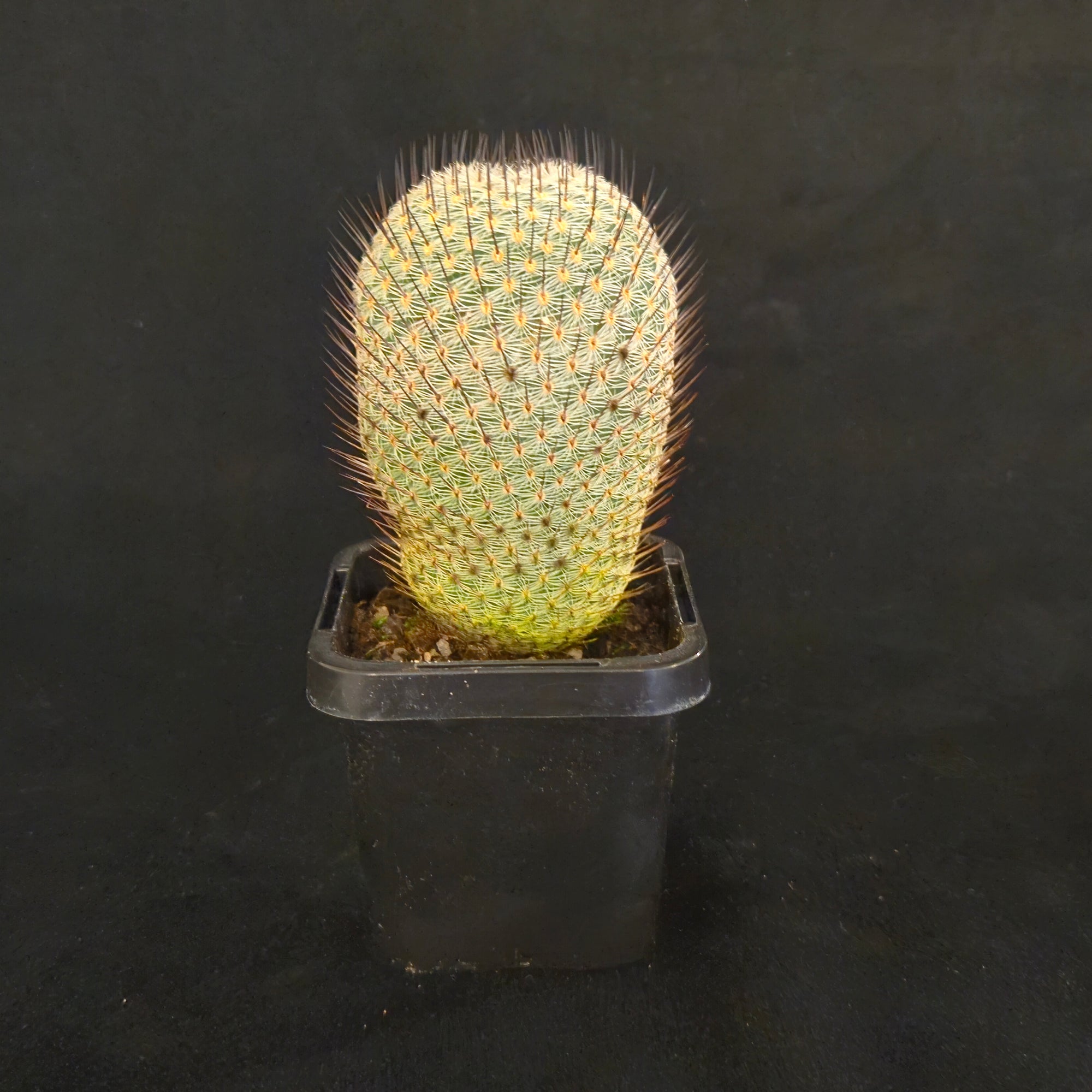 Mammillaria Elegans Comes In An 2.5" Pot Fresh Garden - Foto 2