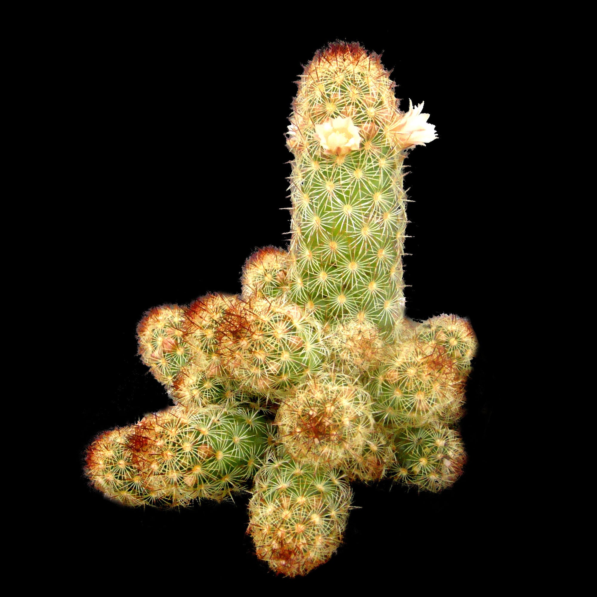 Mammillaria elongata – Golden Star Cactus