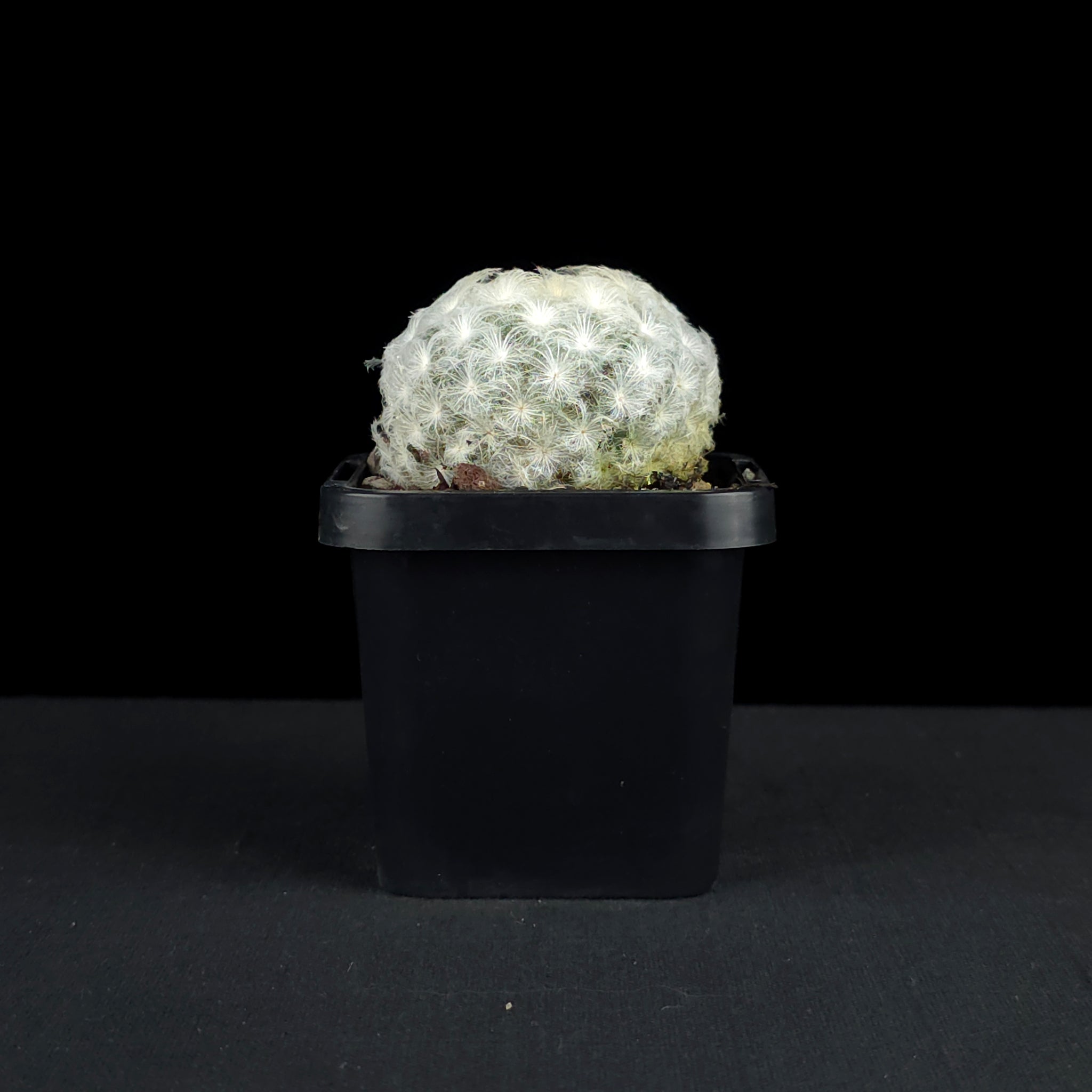 Mammillaria plumosa - Feather Cactus