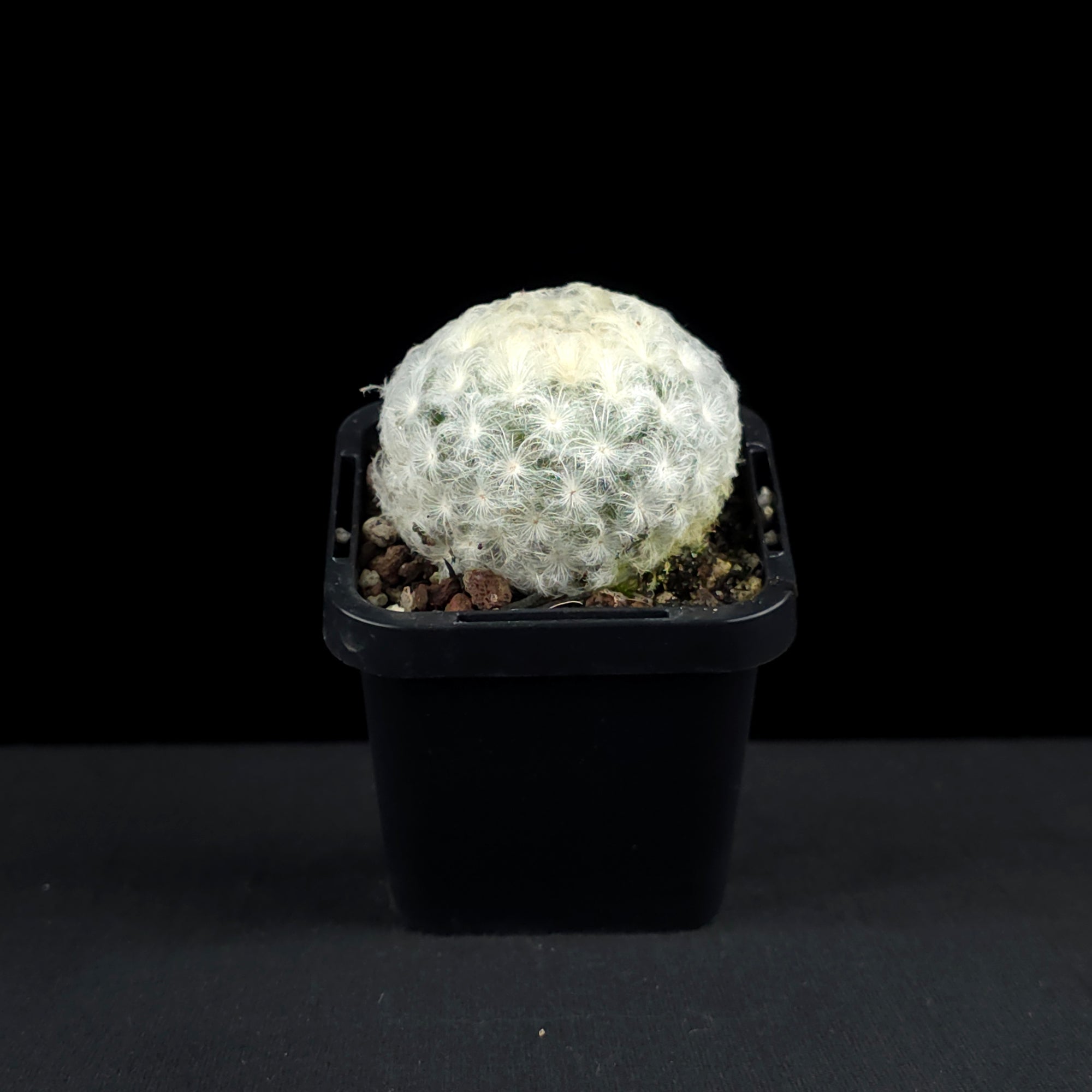 Mammillaria plumosa - Feather Cactus