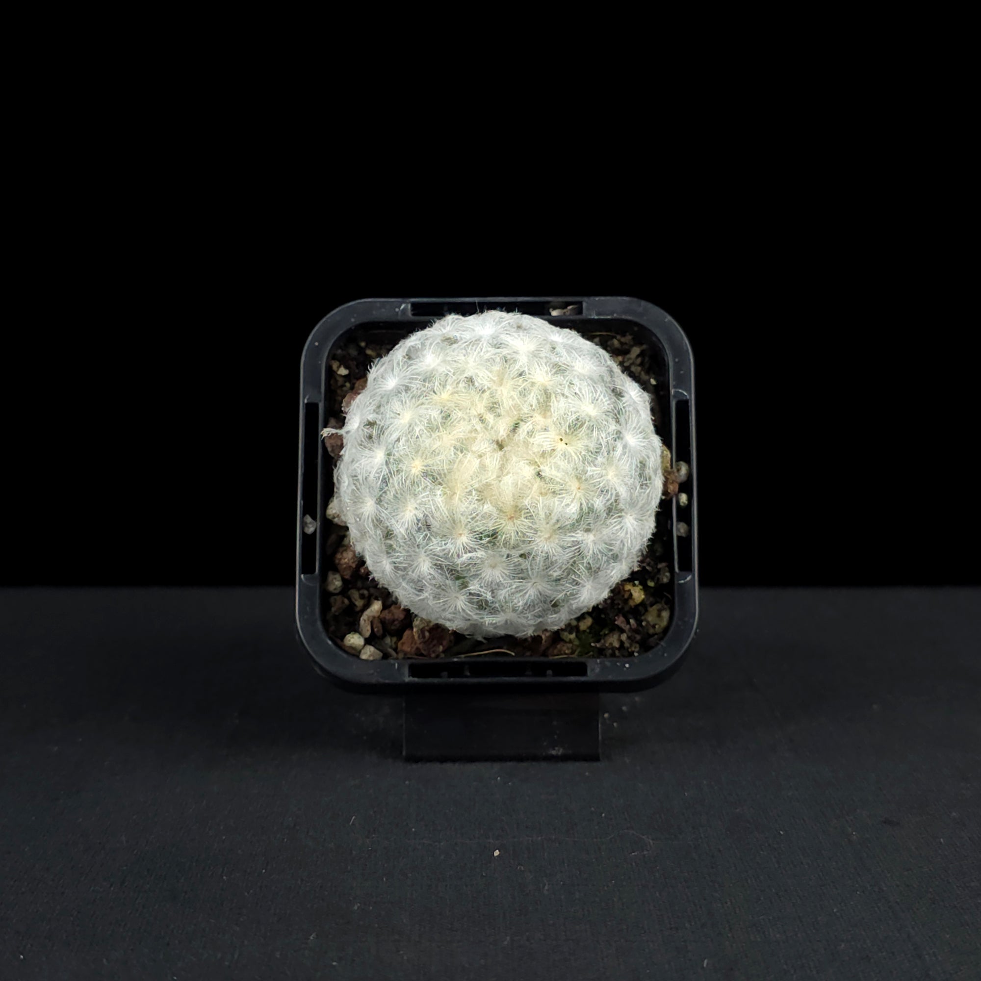 Mammillaria plumosa - Feather Cactus