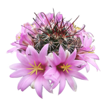 Mammillaria sheldonii