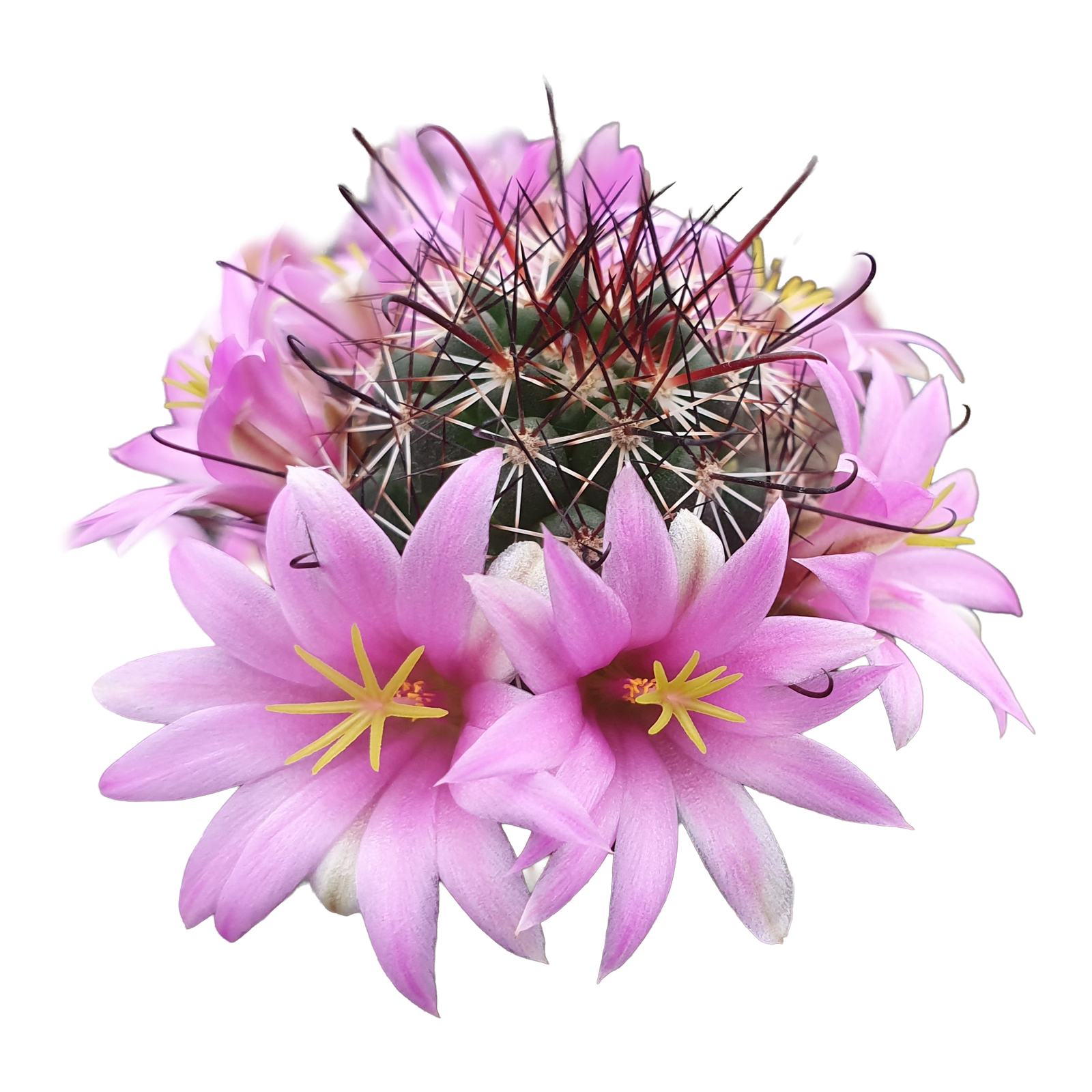 Mammillaria sheldonii