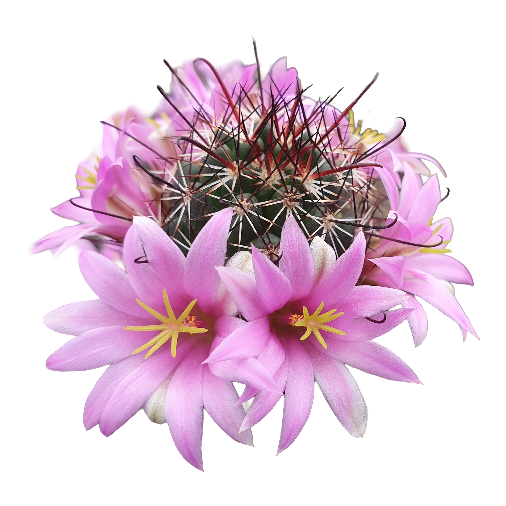 Mammillaria sheldonii