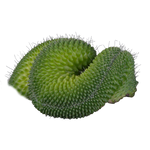 Mammillaria spinosissima ‘Pico Cristata’