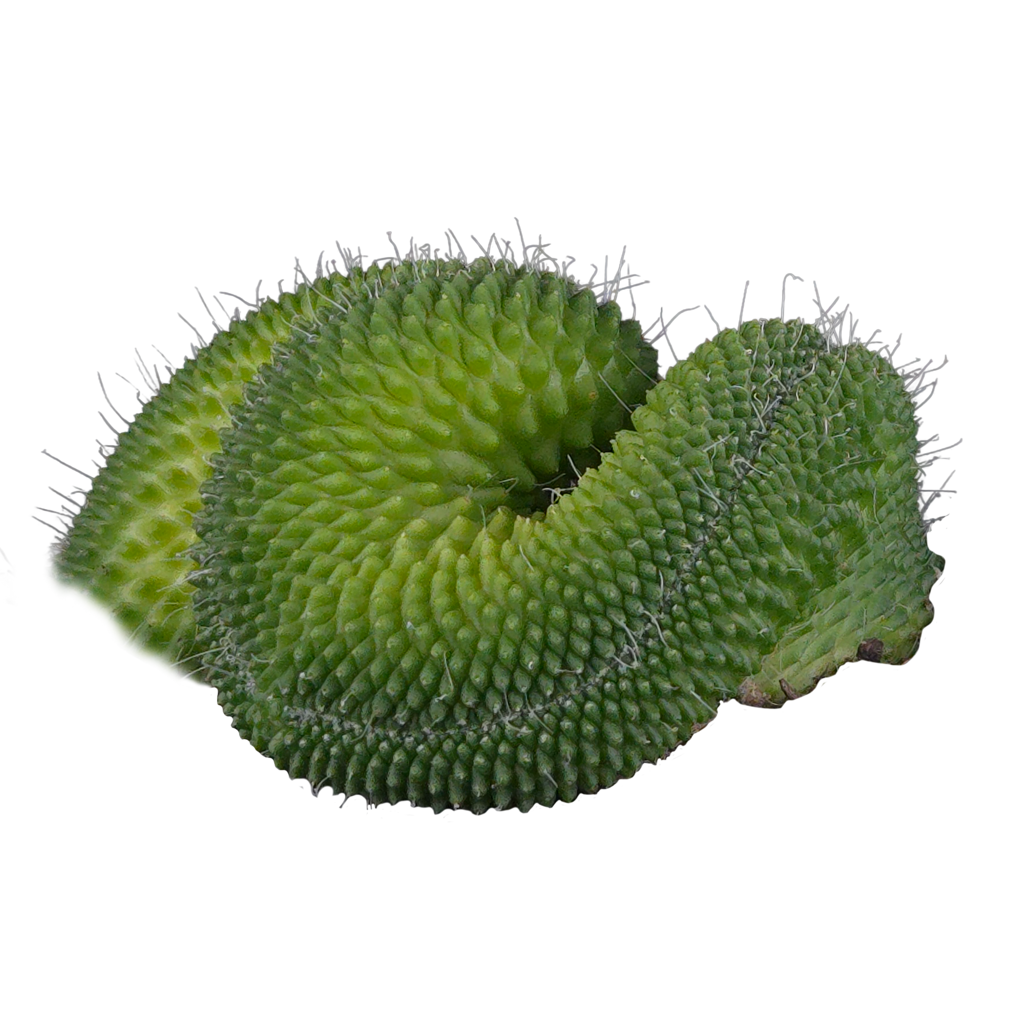 Mammillaria spinosissima ‘Pico Cristata’