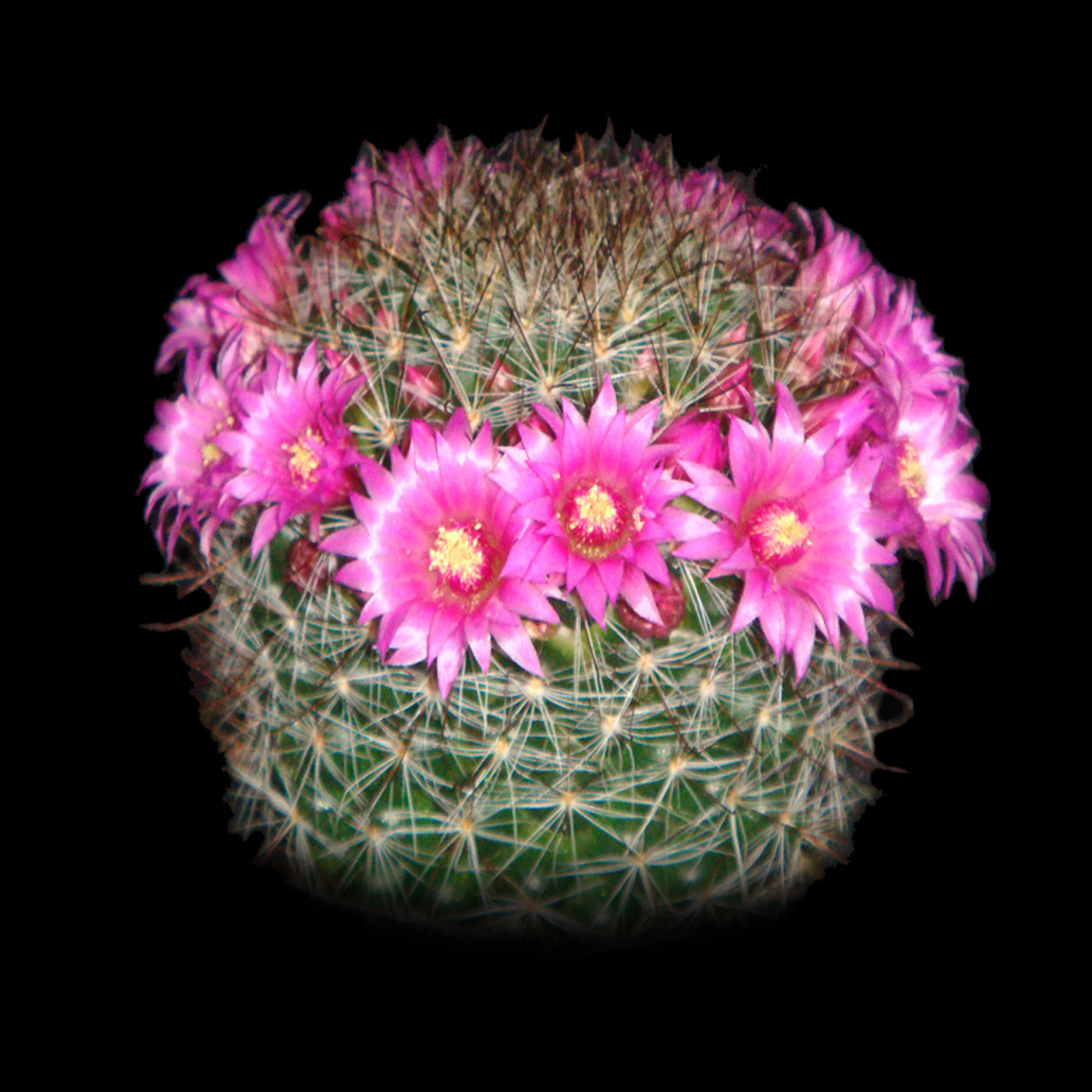 Mammillaria zeilmanniana – Ruby Pincushion Cactus