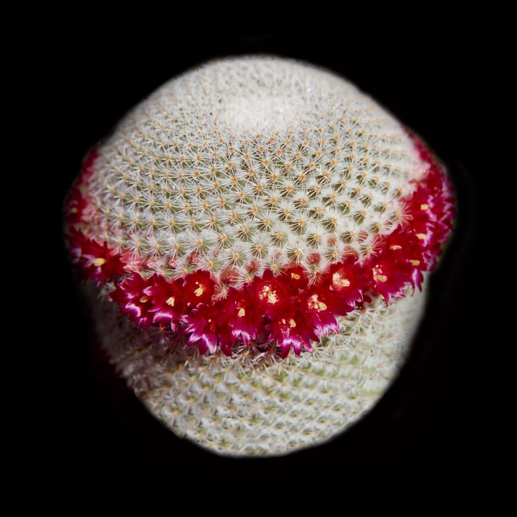 Mammillaria geminispina (Syn. elegans) – Twin-Spined Cactus