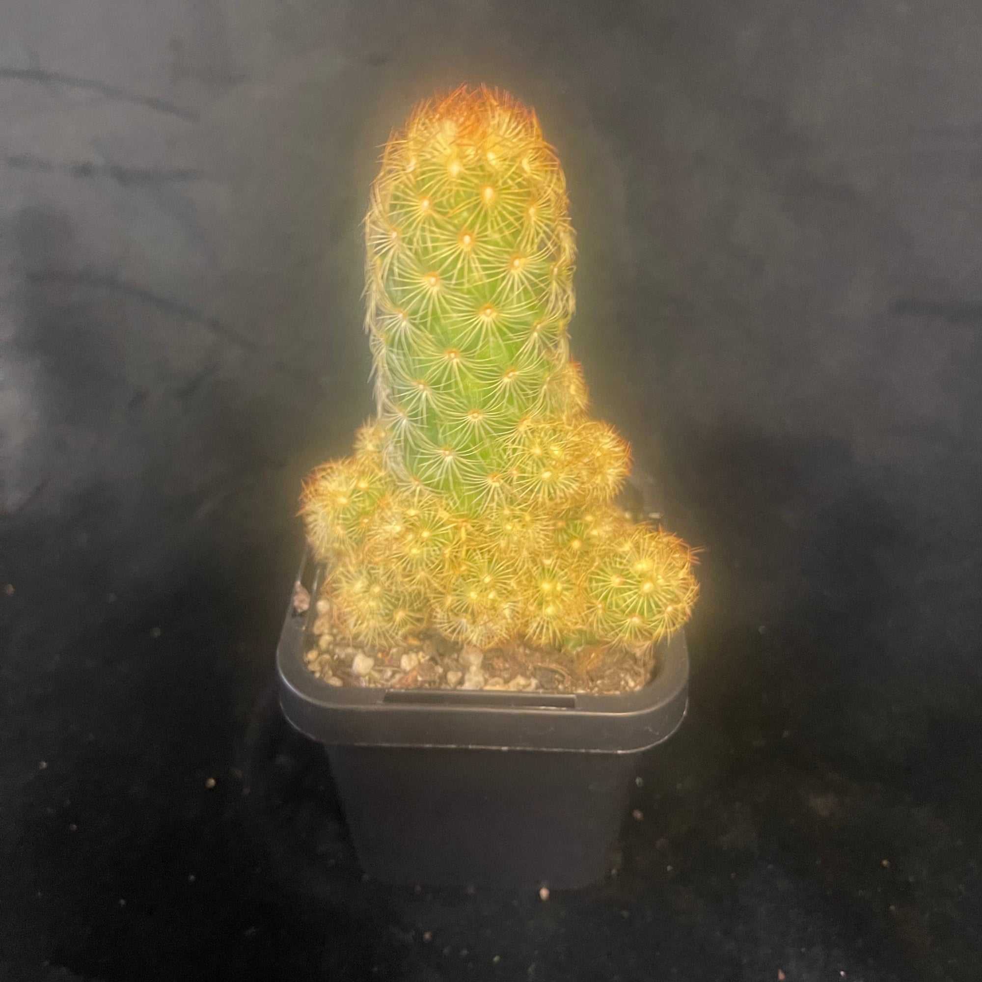 Mammillaria elongata: The Ladyfinger Cactus