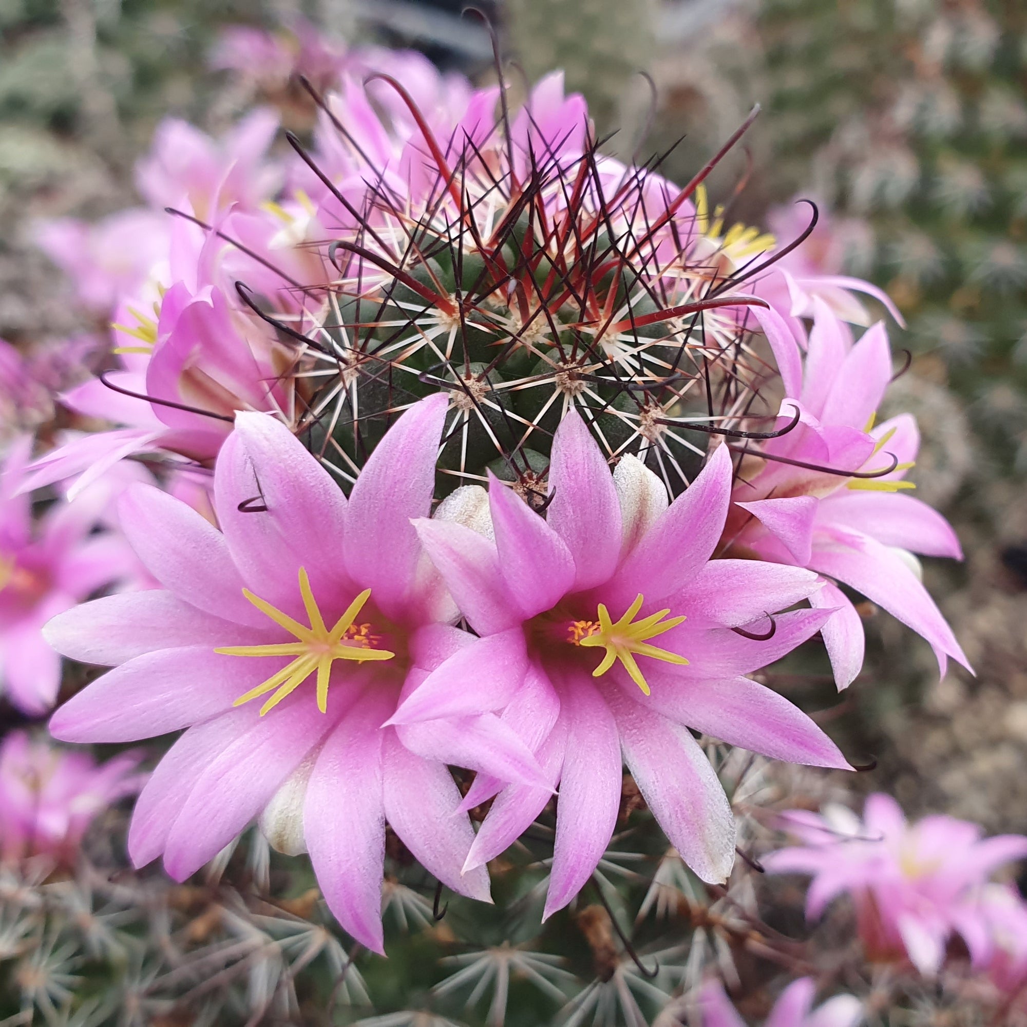 Mammillaria sheldonii