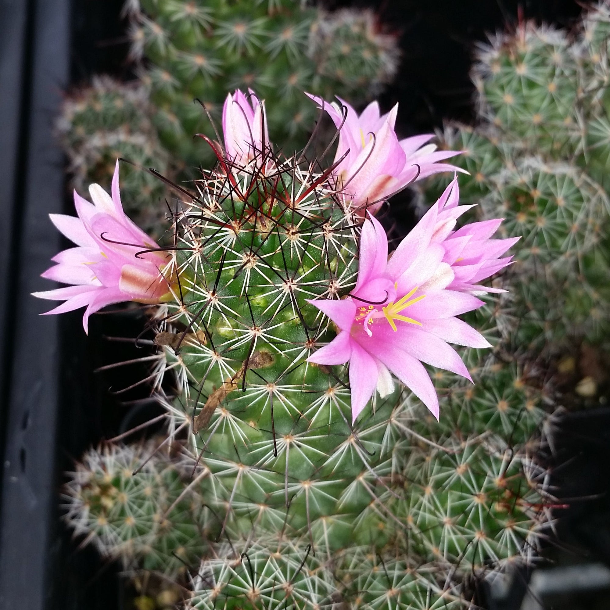 Mammillaria sheldonii